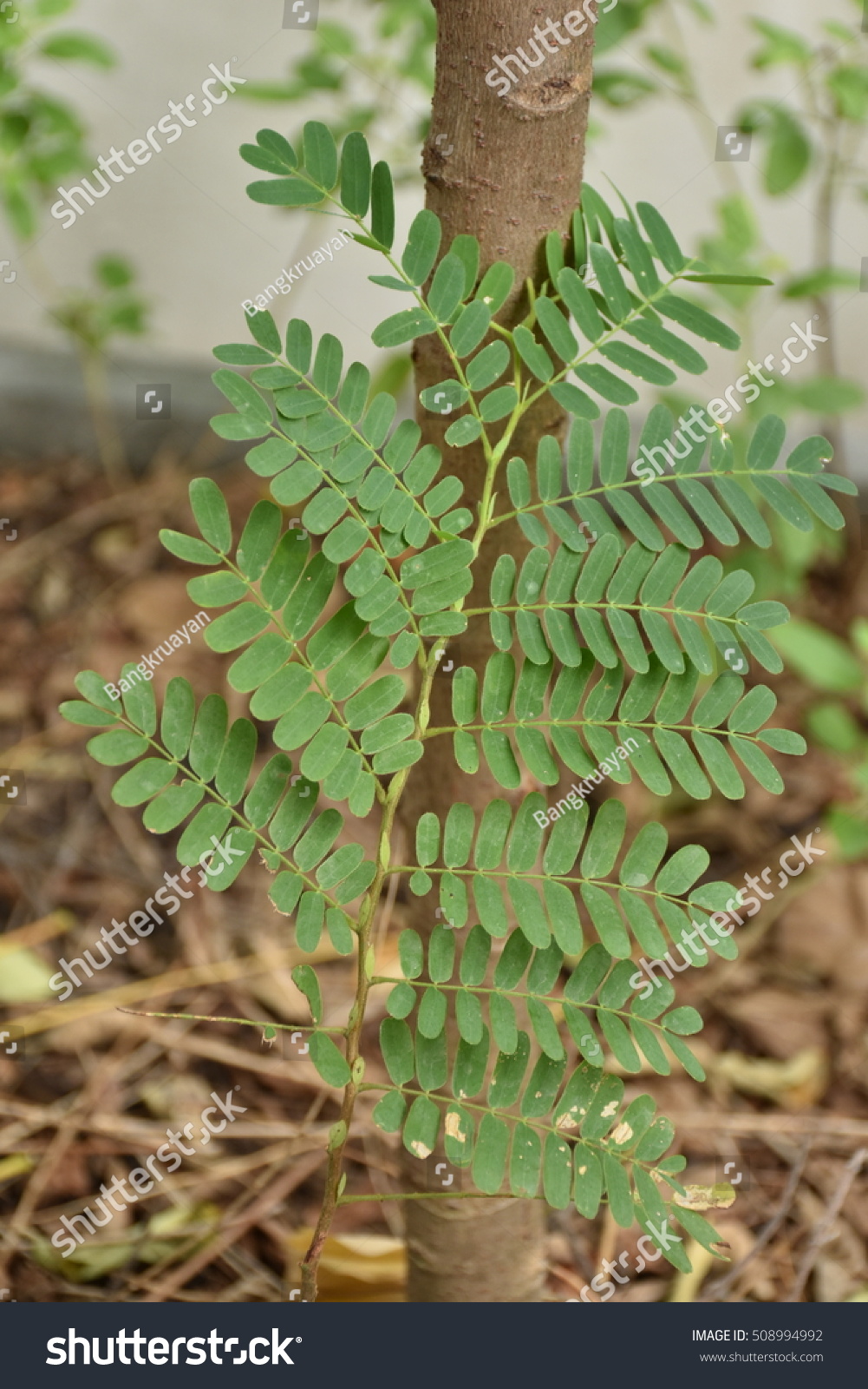 Tamarind Leavestamarind Family Leguminosae Caesalpinioideae Tamarindus Stock Photo Edit Now