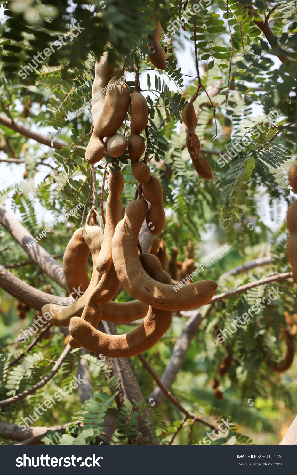 Tamarind On Tamarind Tree Leaves Close Stock Photo Edit Now