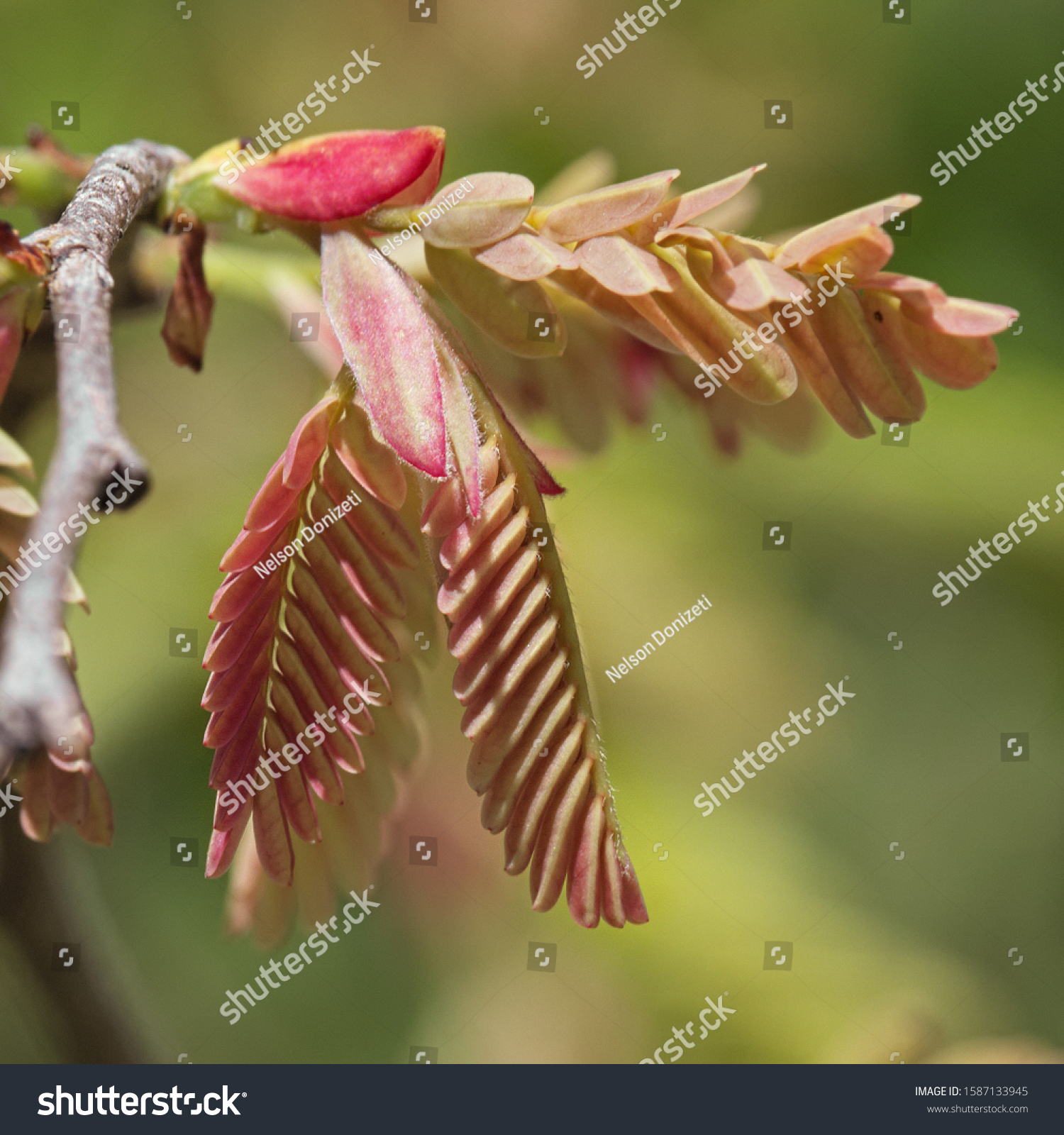 Tamarind Tamarindus Indica Flower Blooming Stock Photo Edit Now