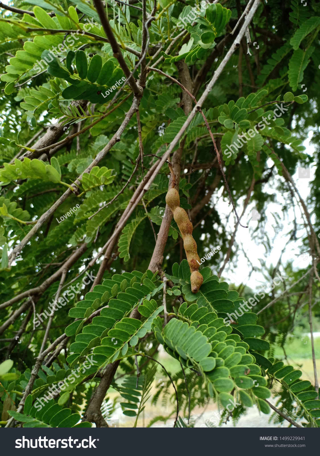 Tamarind Tamarindus Indica L Garden Stock Photo Edit Now