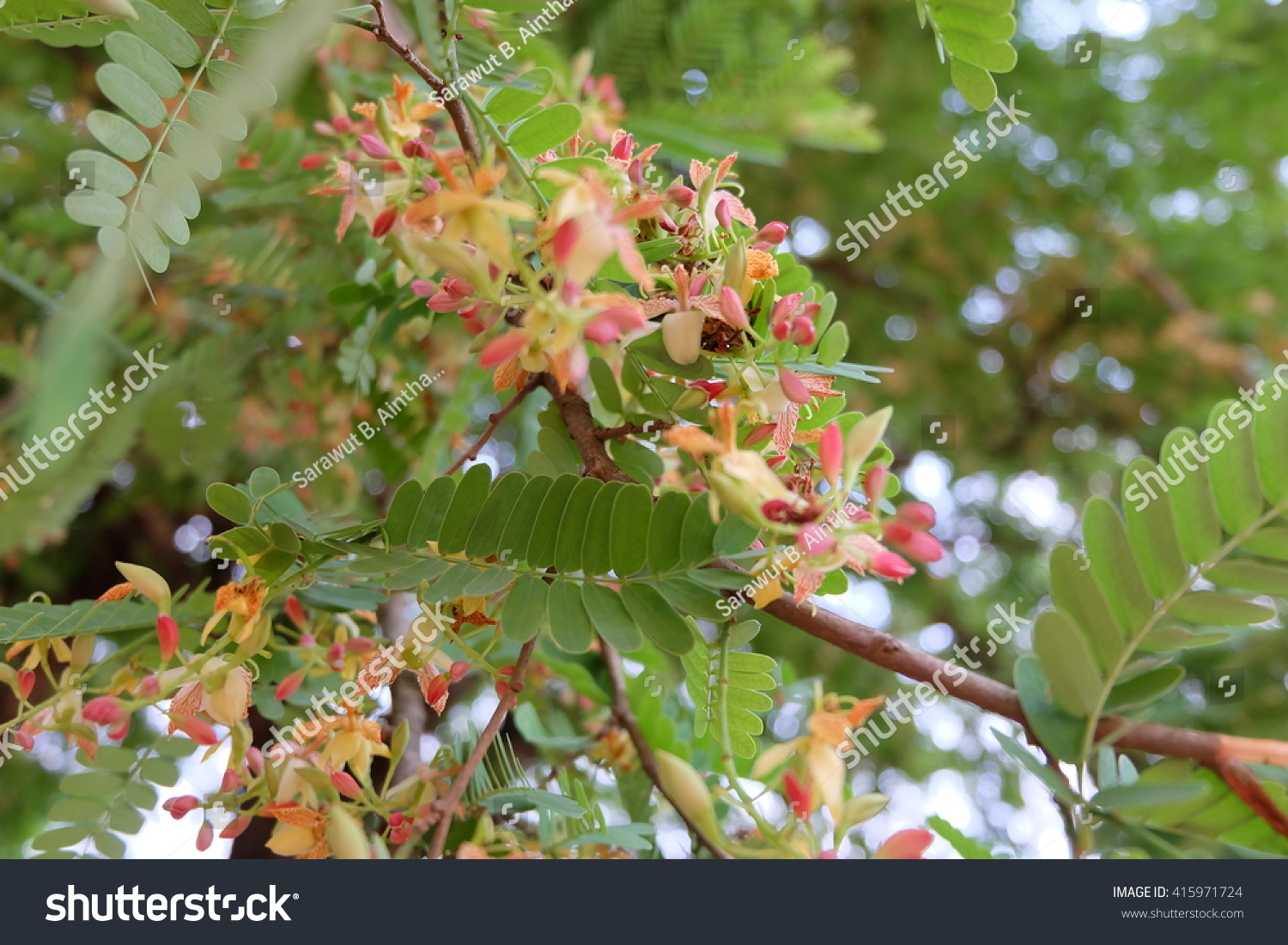 Tamarind Tree Stock Photo Edit Now