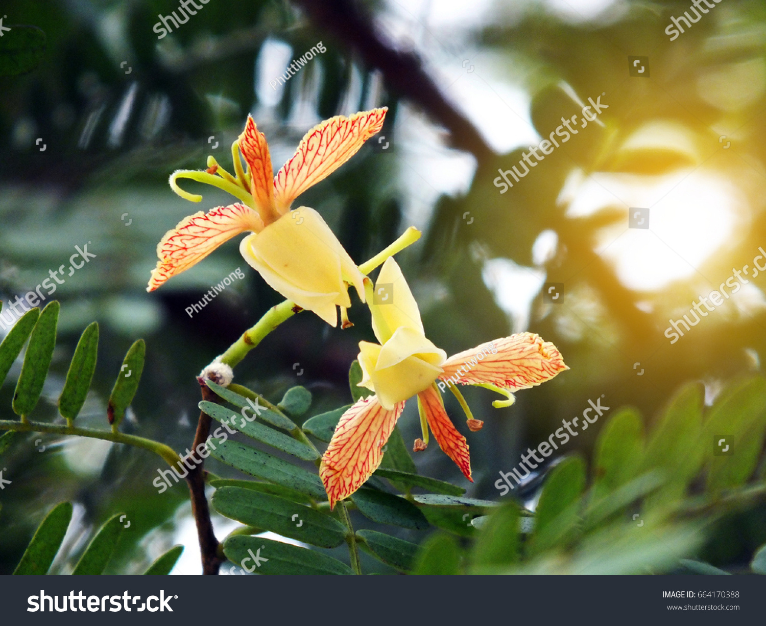 Tamarind Tree Flower Garden Stock Photo Edit Now