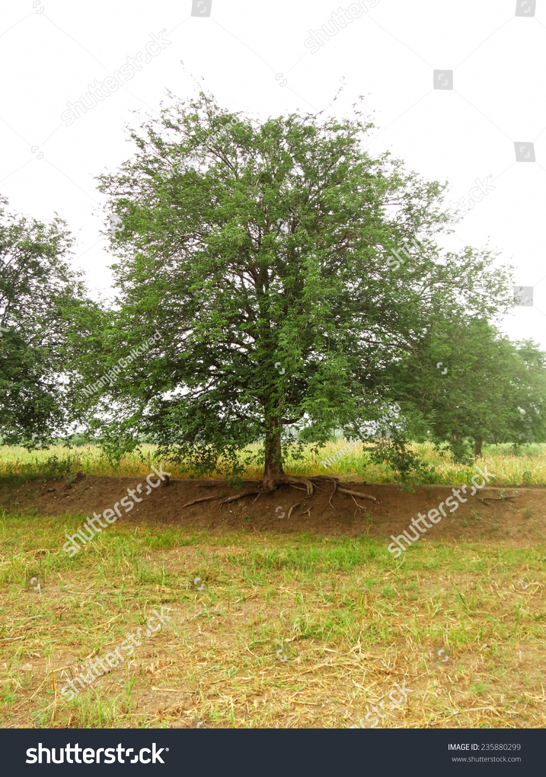 Tamarind Tree Indian Village Stock Photo Edit Now