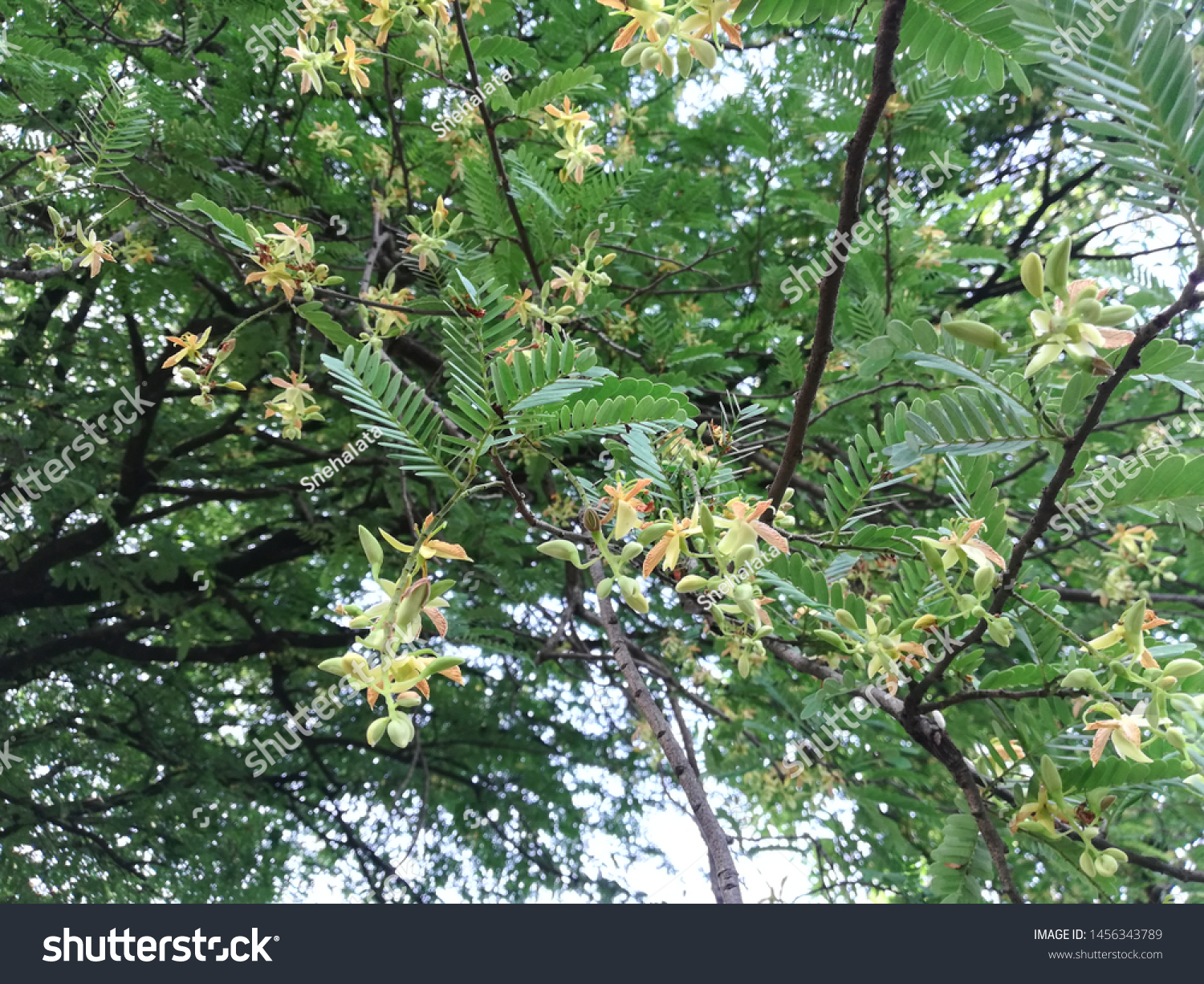 Tamarind Tree Tamarindus Indica Plant Flowers Stock Photo Edit Now