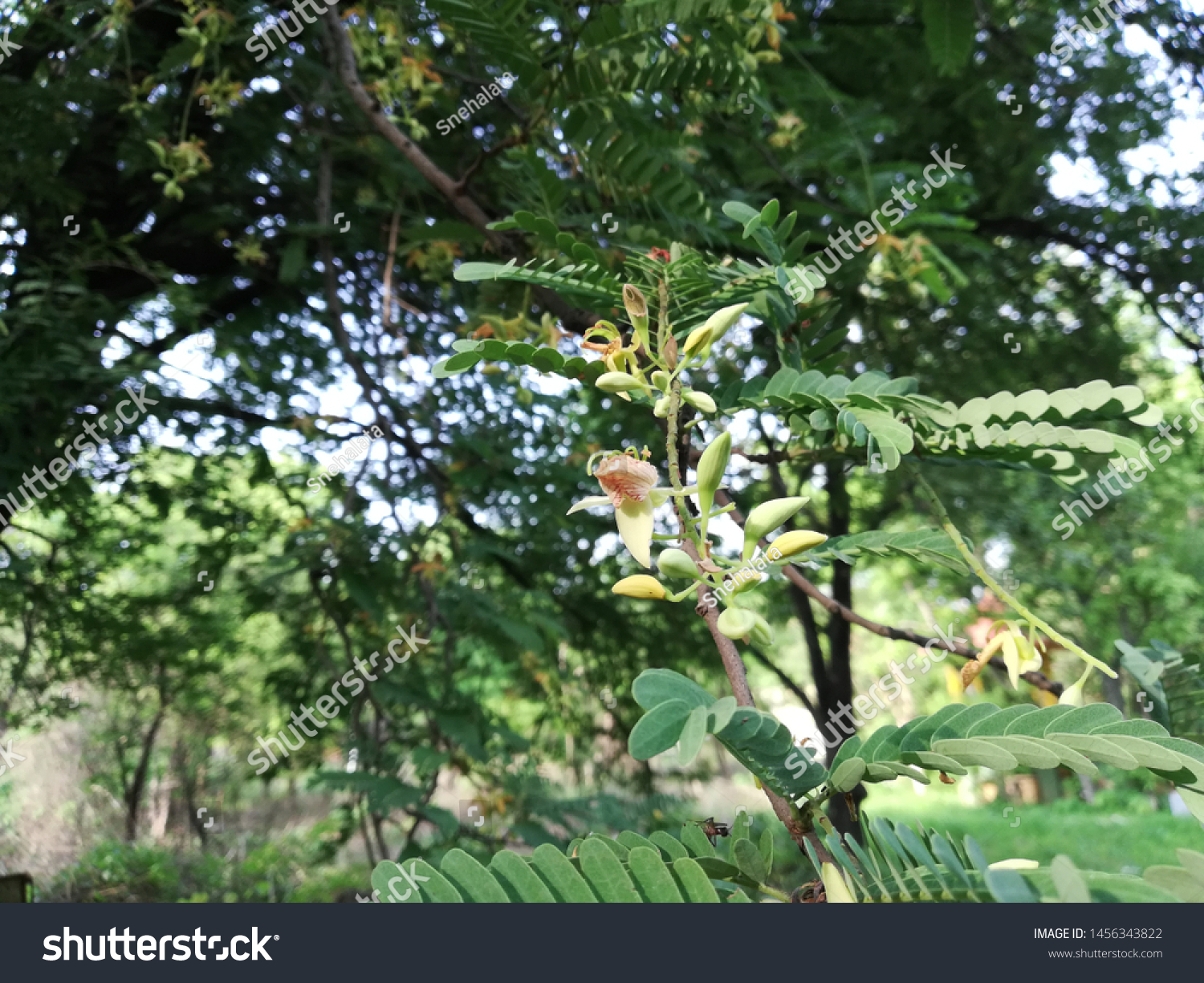 Tamarind Tree Tamarindus Indica Plant Flowers Stock Photo Edit Now