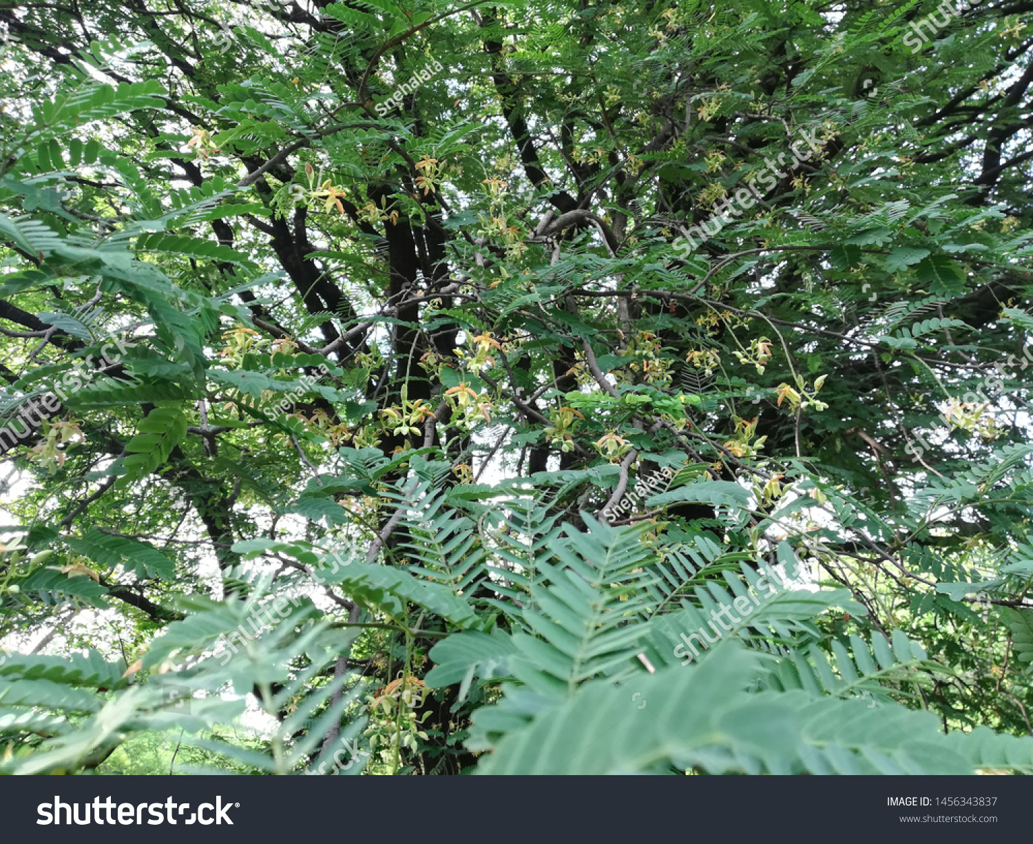 Tamarind Tree Tamarindus Indica Plant Flowers Stock Photo Edit Now