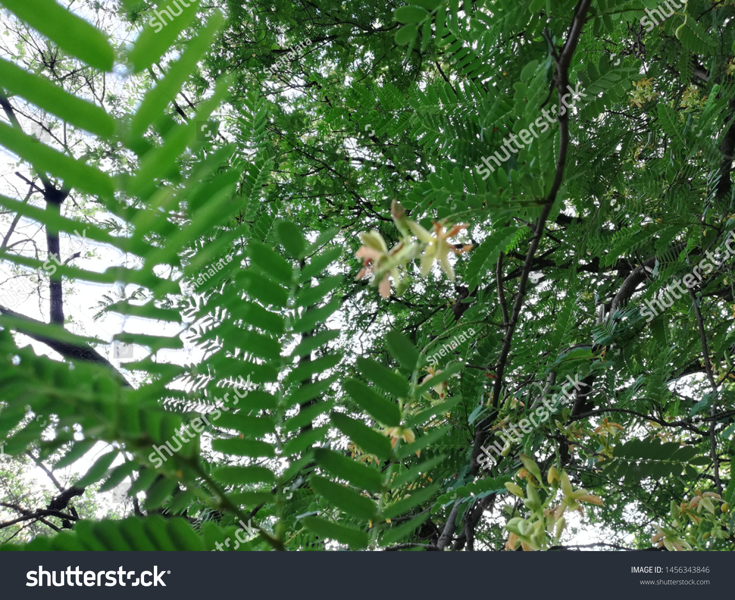 Tamarind Tree Tamarindus Indica Plant Flowers Stock Photo Edit Now