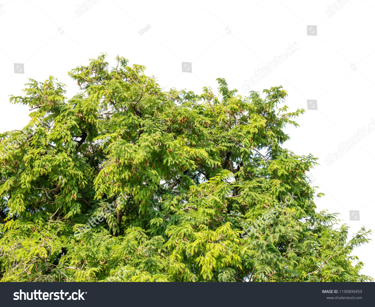 Tamarind Tree Tamarindus Indica Tropical Tree Stock Photo Edit Now