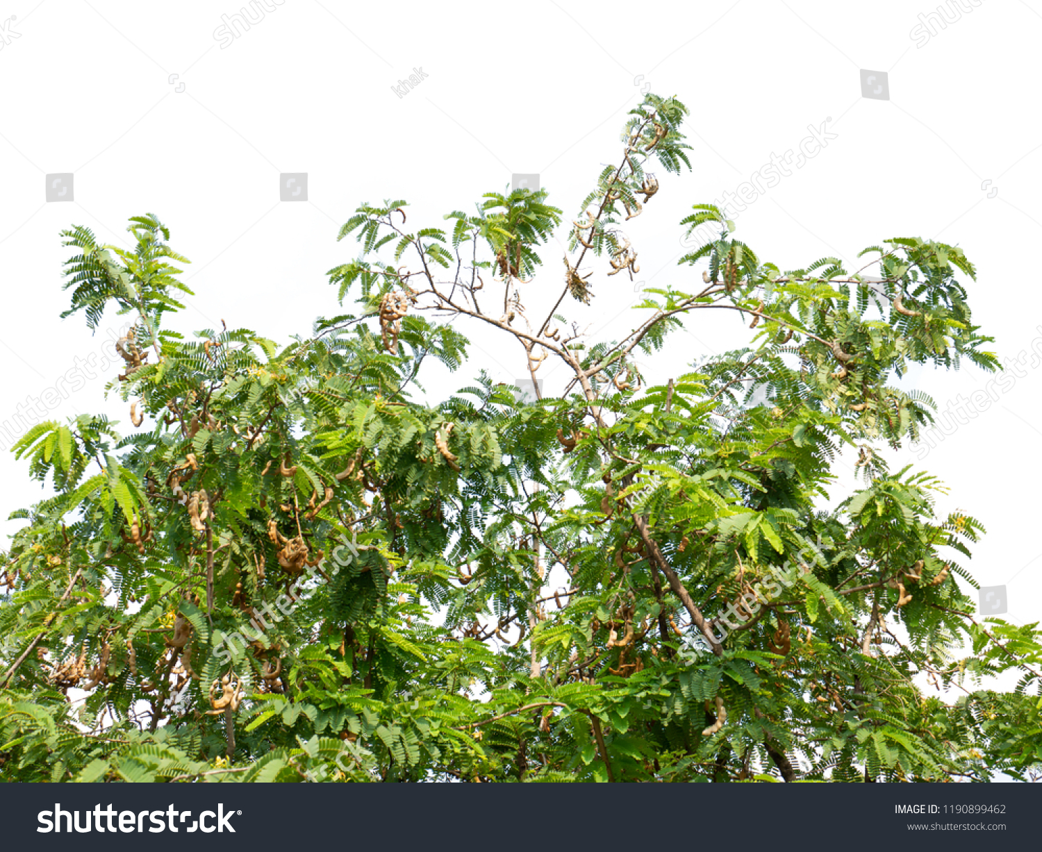 Tamarind Tree Tamarindus Indica Tropical Tree Stock Photo Edit Now