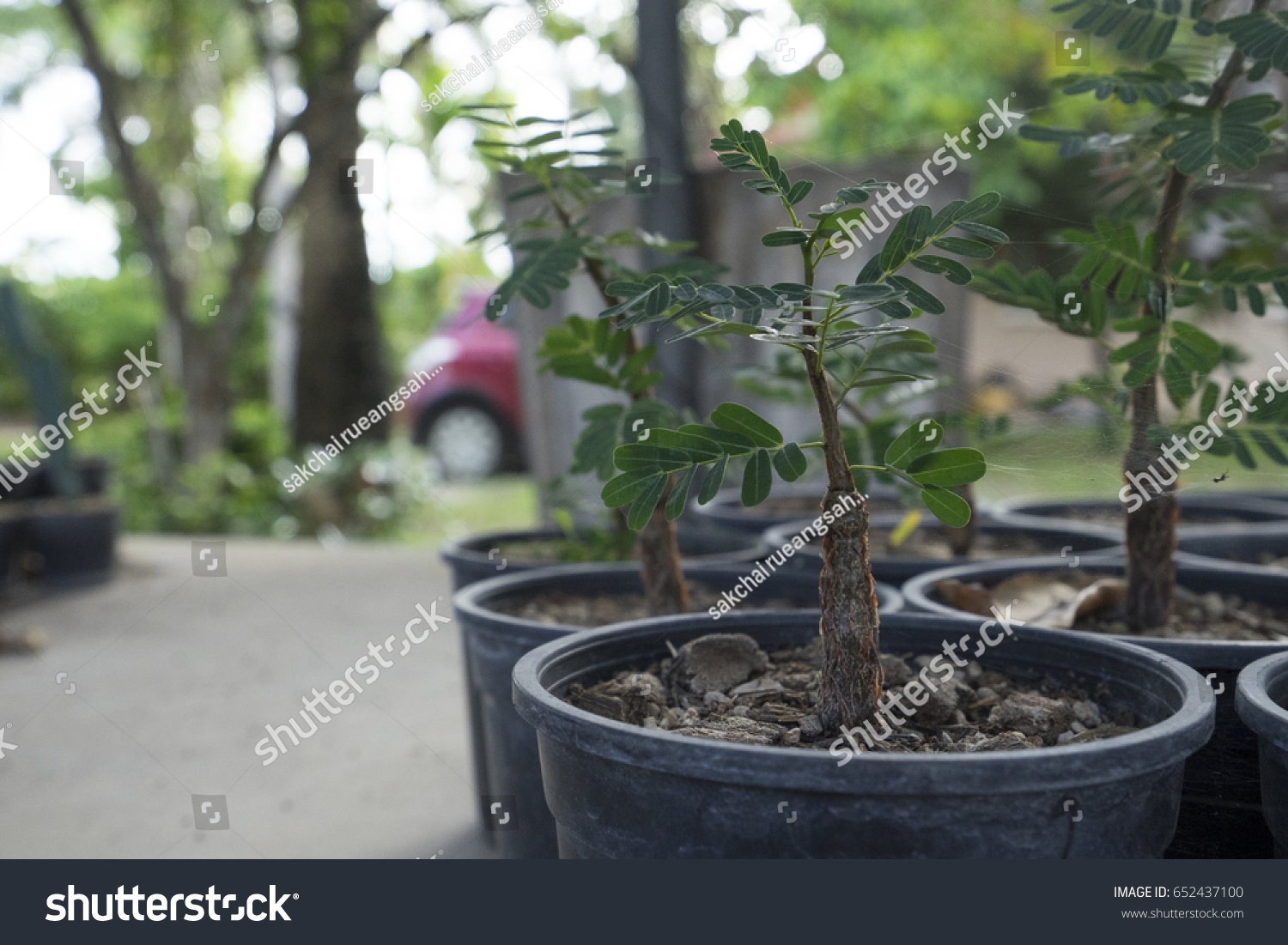 Tamarindus Indica Bonsai Stock Photo Edit Now