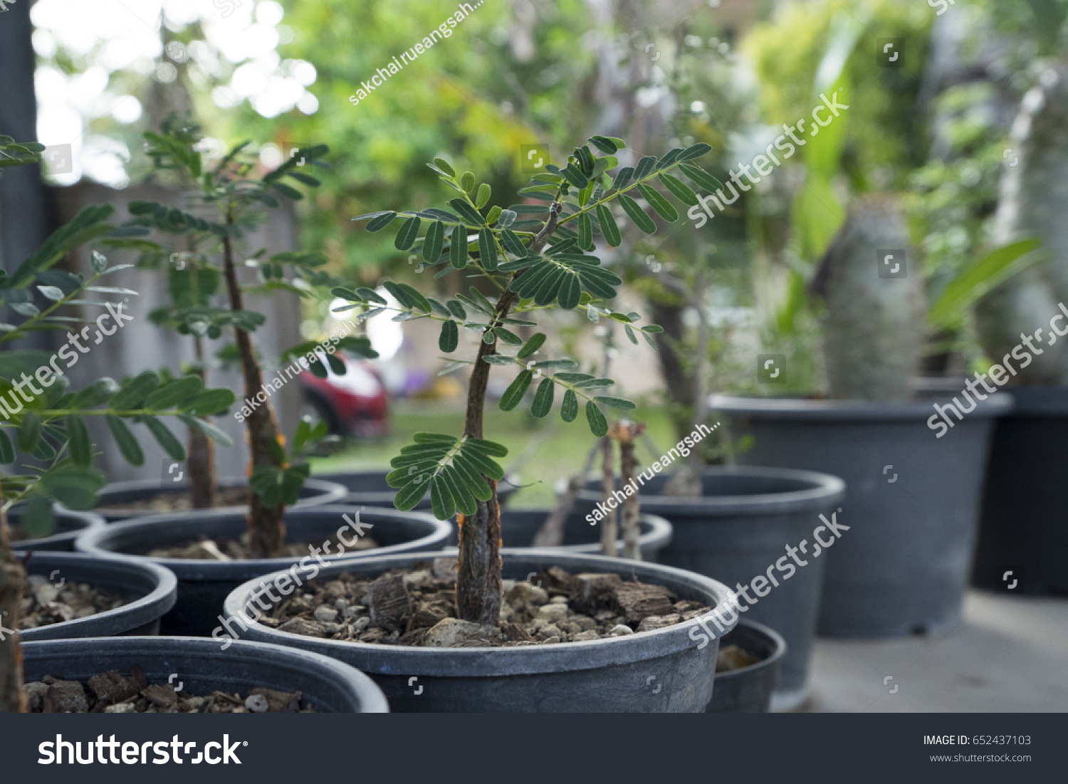 Tamarindus Indica Bonsai Stock Photo Edit Now