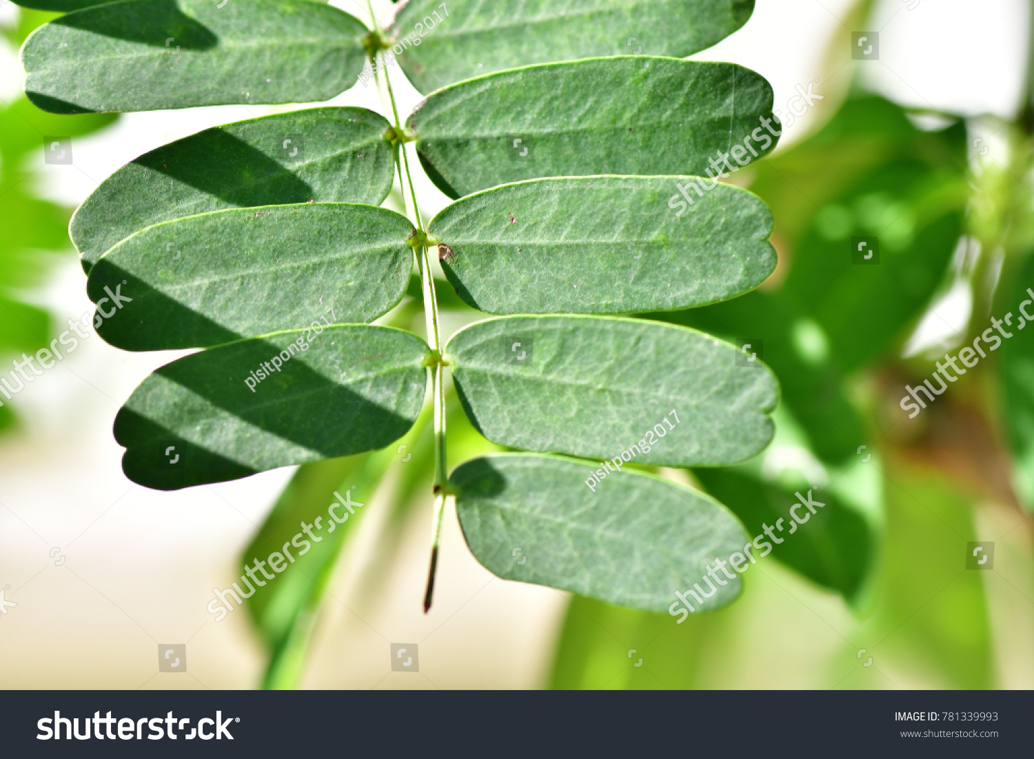 Tamarindus Indica Tamarind Indian Date Appearance Stock Photo Edit Now