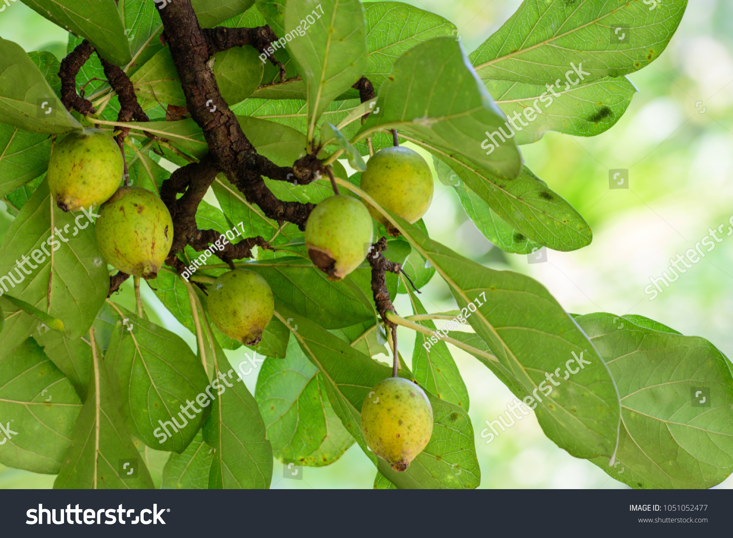 Fresh Fruit Tree Display / Fresh Nectarines And Peaches In Boxes At Greek Shop Editorial Stock Photo Image Of Pattern Display 125018433 : We have often seen that having a bowl of fruits on the table is a great sight, one that will.