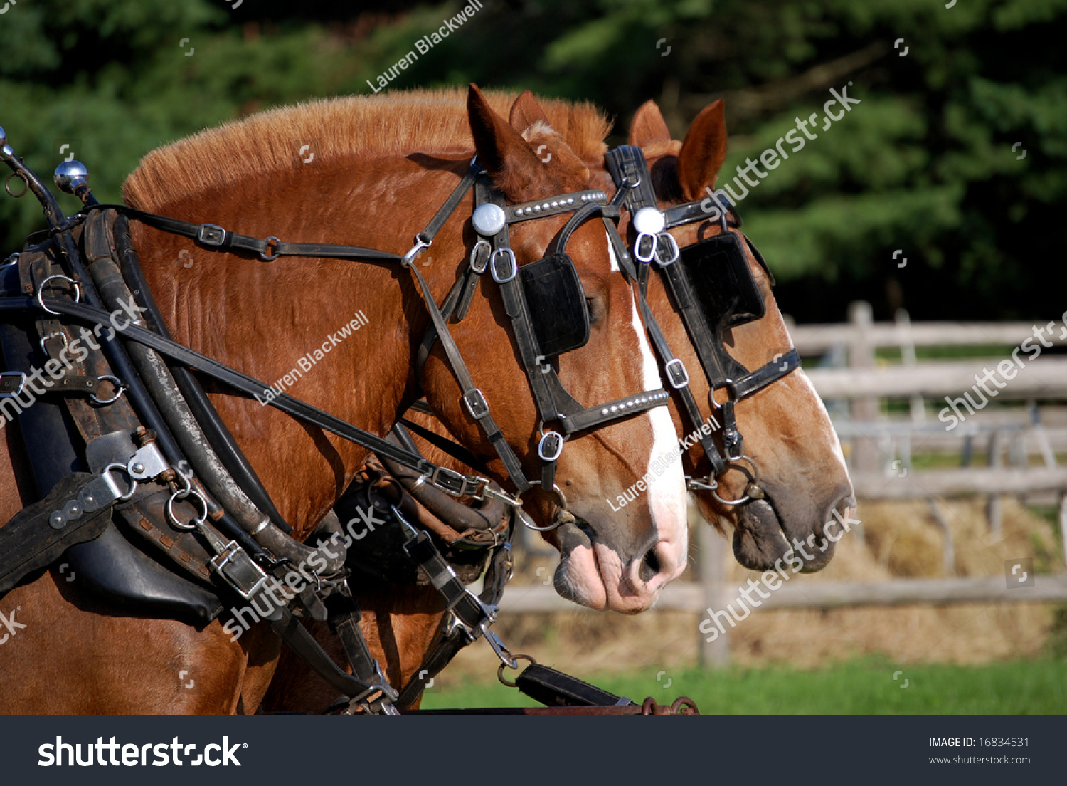 Tandem Team Of Clydesdale Horses Stock Photo 16834531 : Shutterstock