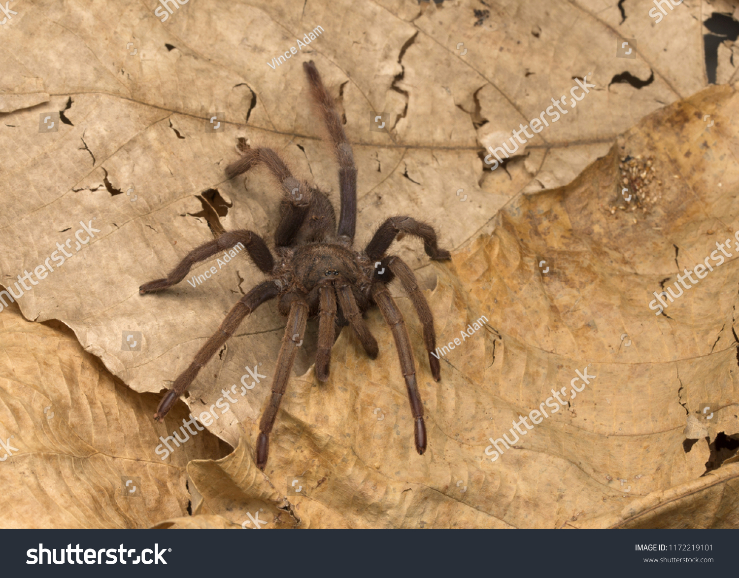 Tarantula malaysia