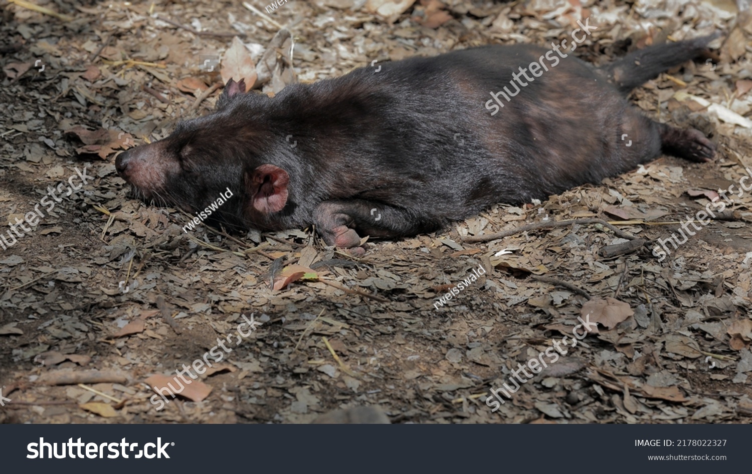 Tasmanian Devil Resting Sun While Sleeping Stock Photo 2178022327 ...