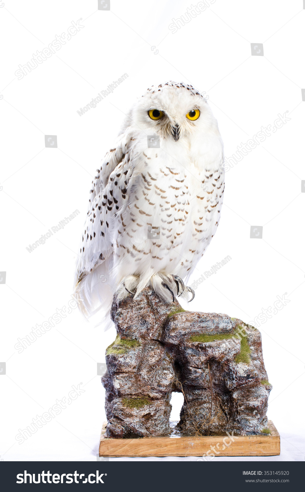 snowy owl taxidermy