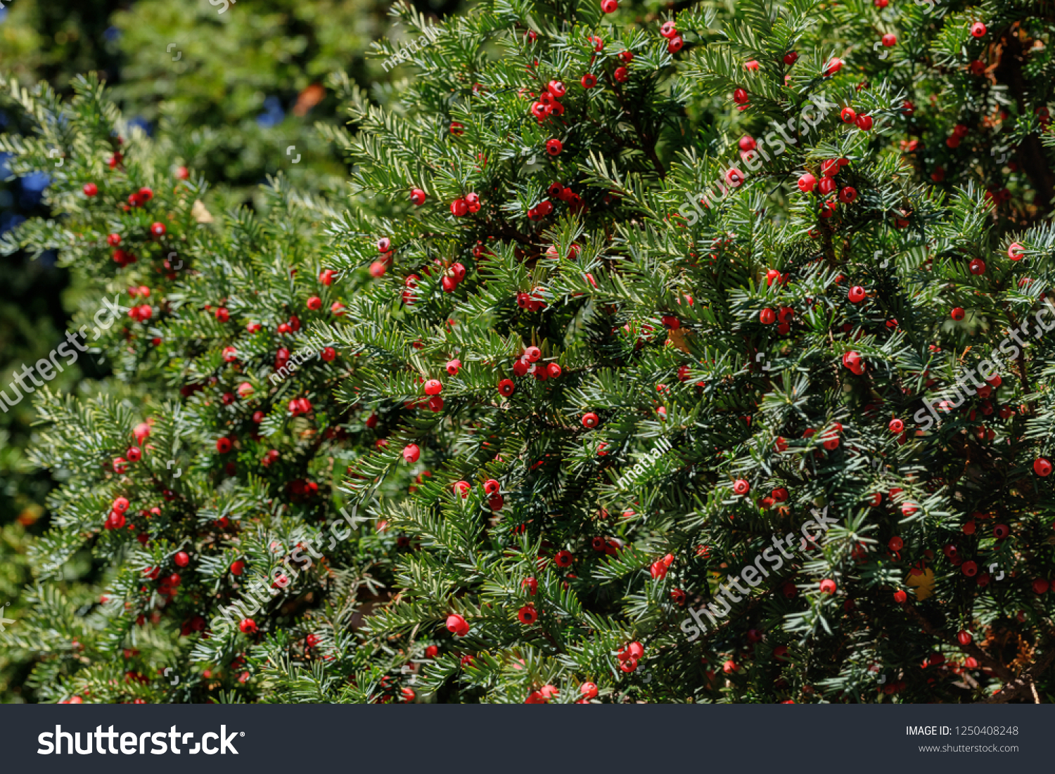 taxus baccata european yew