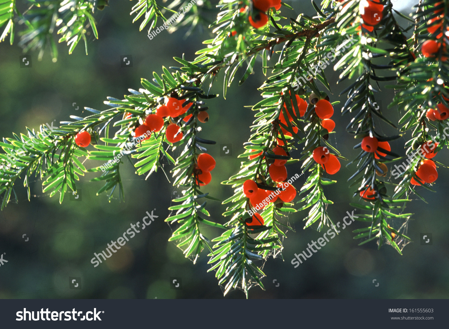 Taxus Baccata European Yew Tree の写真素材 今すぐ編集