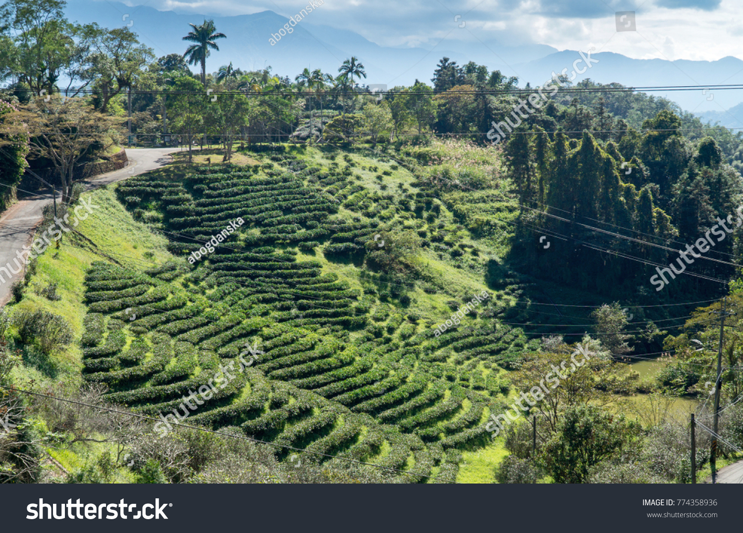 Tea Fields Sun Moon Lake Area Stock Photo Edit Now