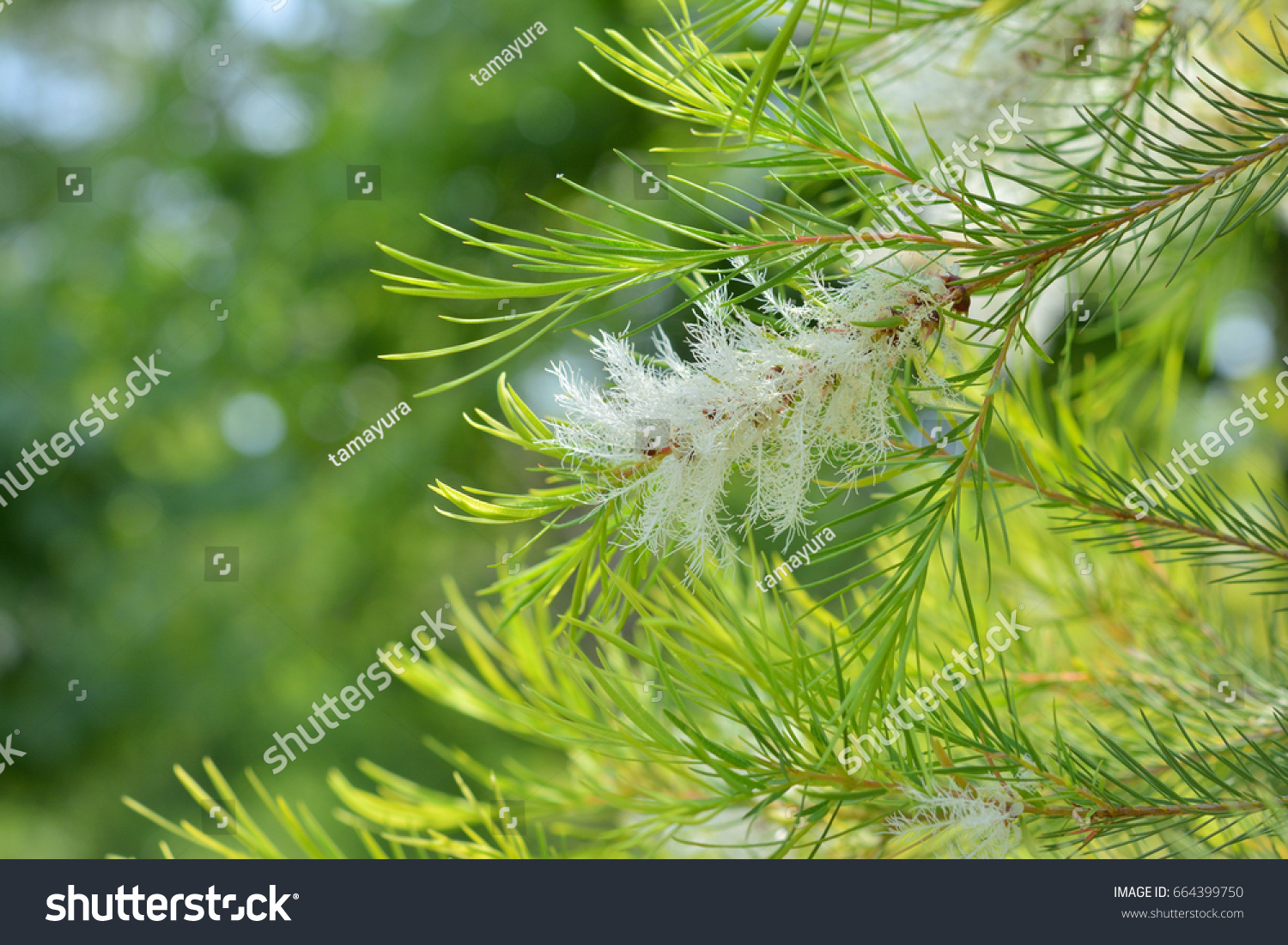 498 Melaleuca alternifolia Stock Photos, Images & Photography ...