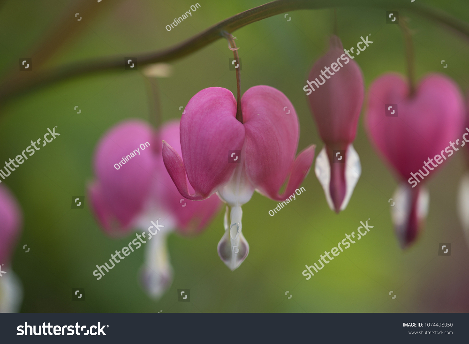 Tear Heart Dicentra Bleeding Heart Stock Photo 1074498050 | Shutterstock