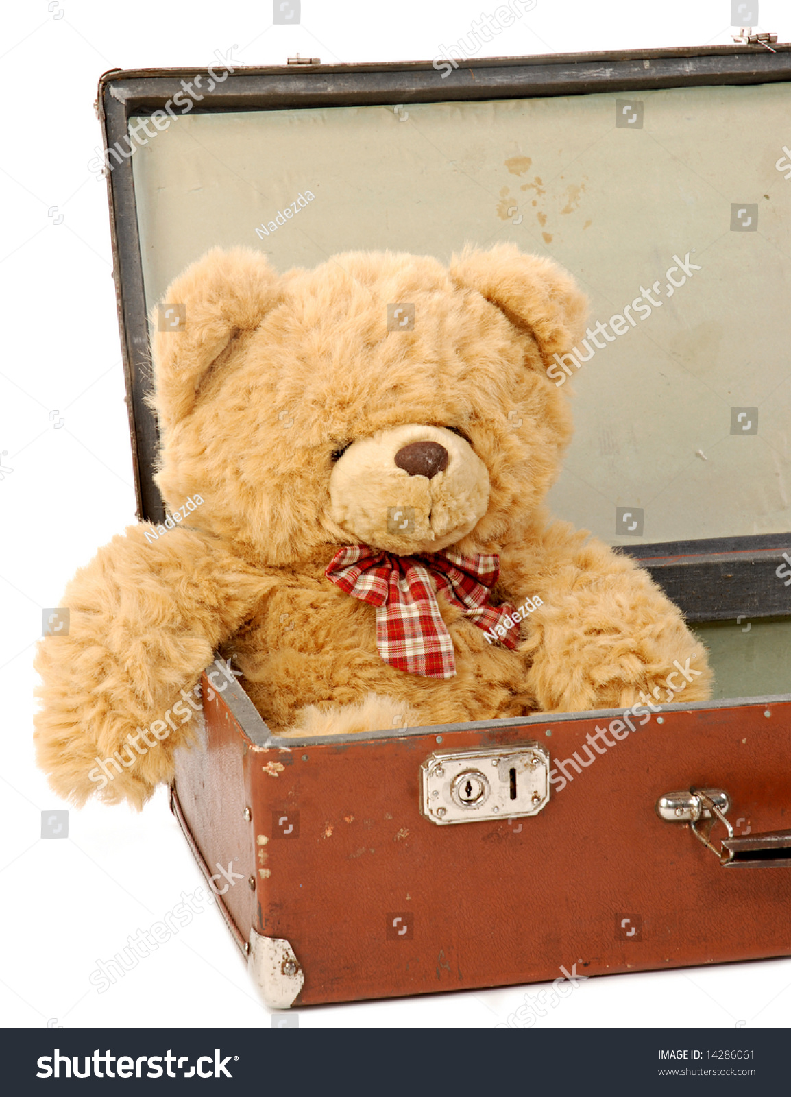 teddy in a suitcase