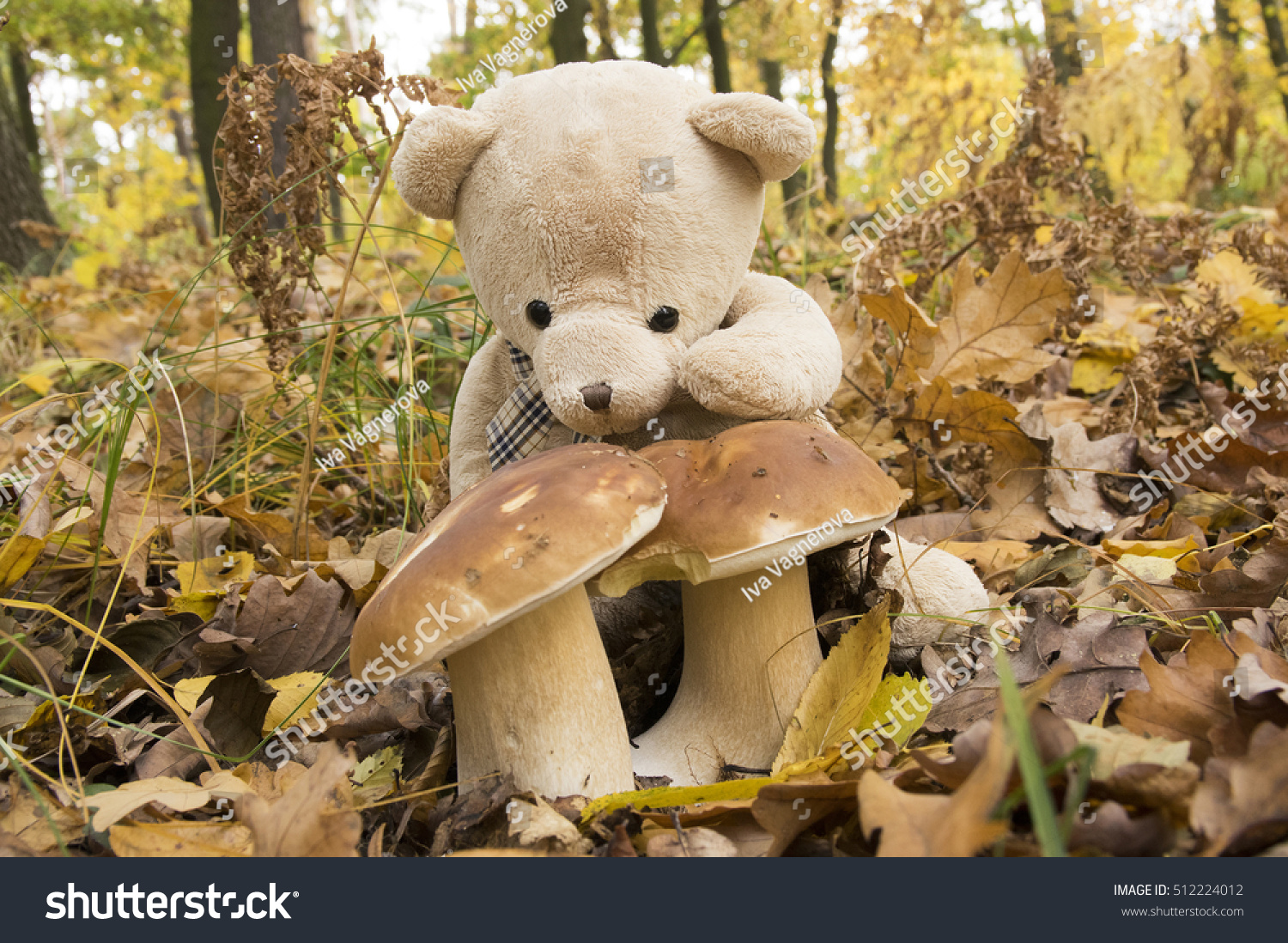 mushroom teddy