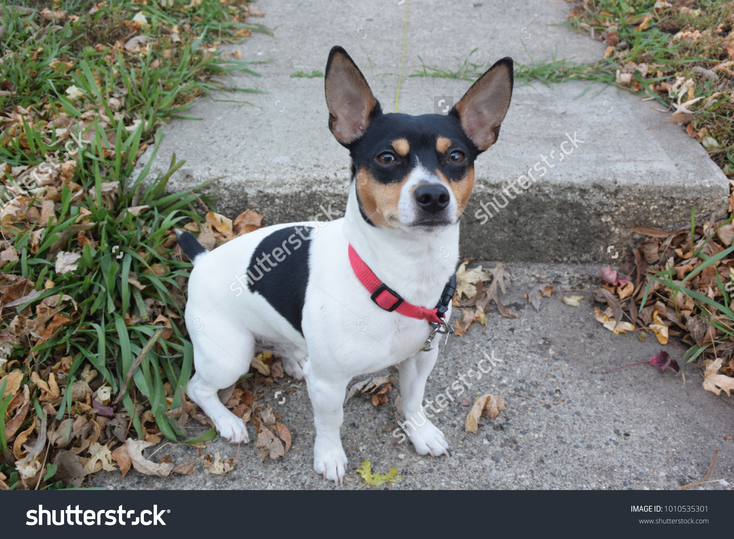 teddy roosevelt puppies for sale