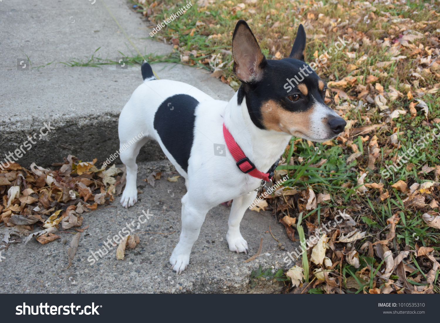 teddy rat terrier