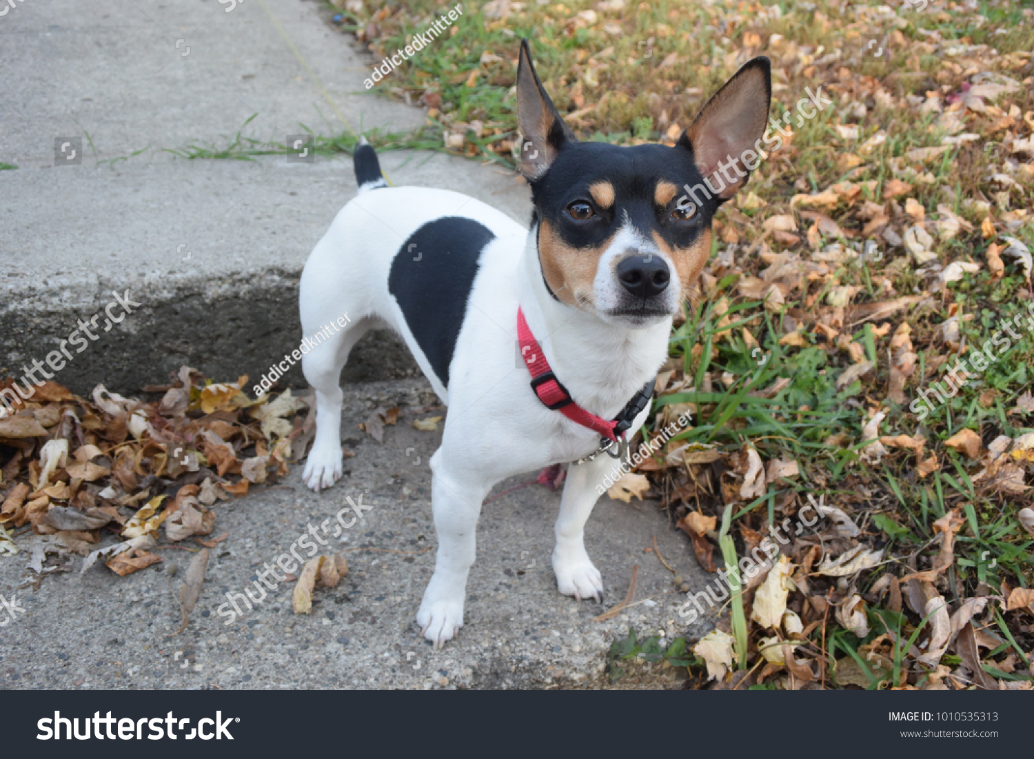 teddy roosevelt rat terrier for sale