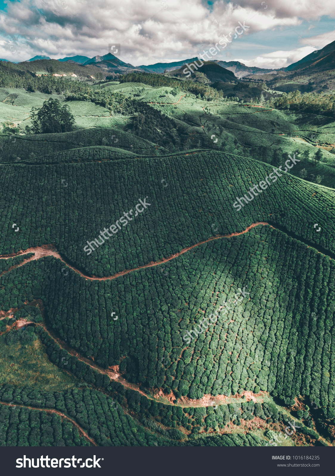 Tee Plantagen Indien Munnar Kerala Drohnen Stock Photo Edit Now