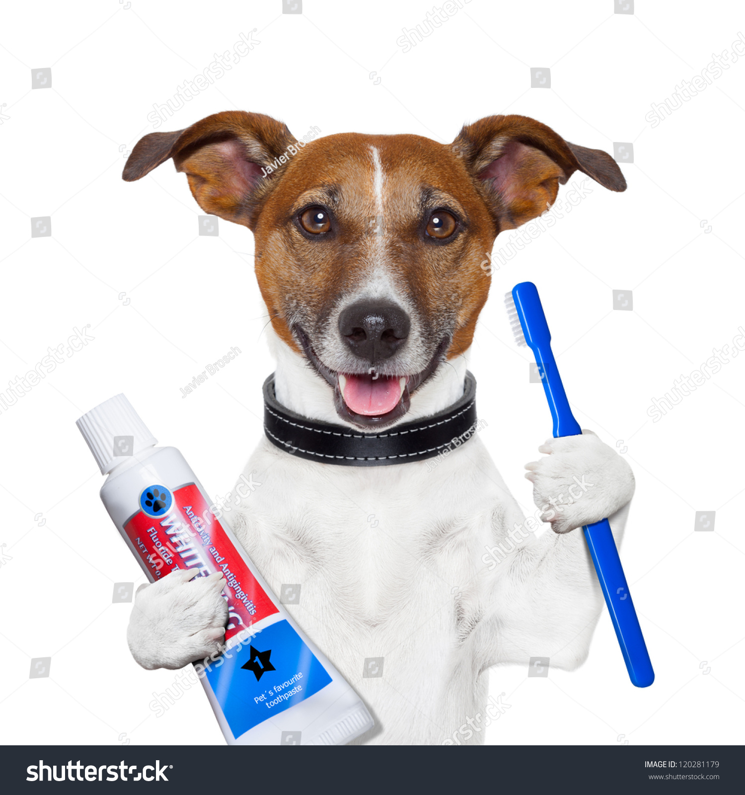 Teeth Cleaning Dog With Toothpaste And Toothbrush Stock Photo 120281179 ...