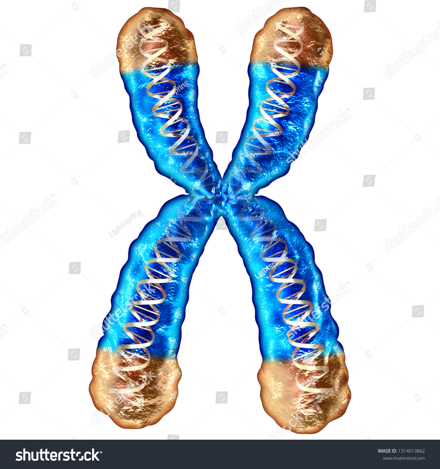 Telomere Concept Isolated Telomeres Located On Stock Illustration ...