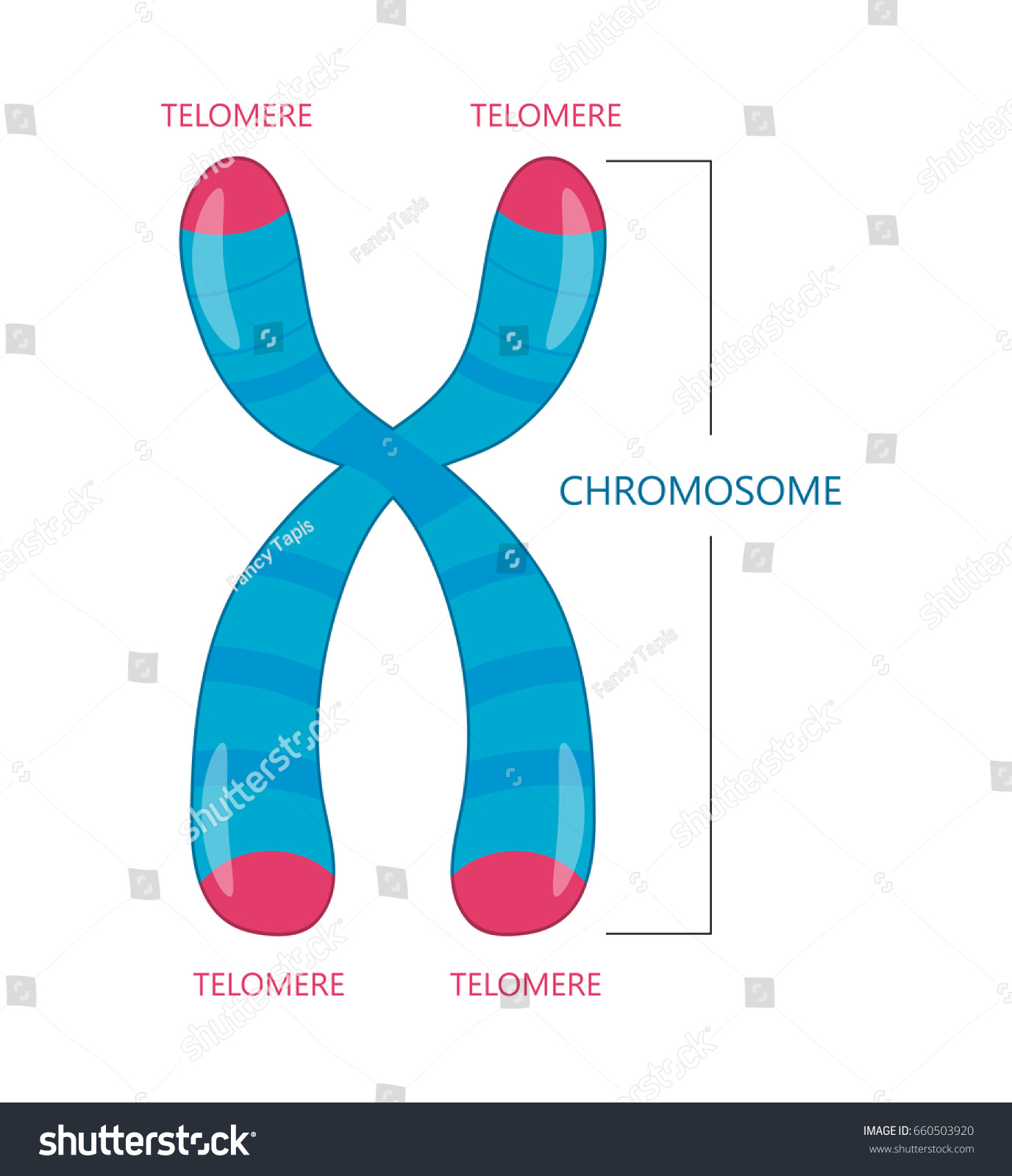 Telomere End Chromosome Stock Illustration 660503920 | Shutterstock