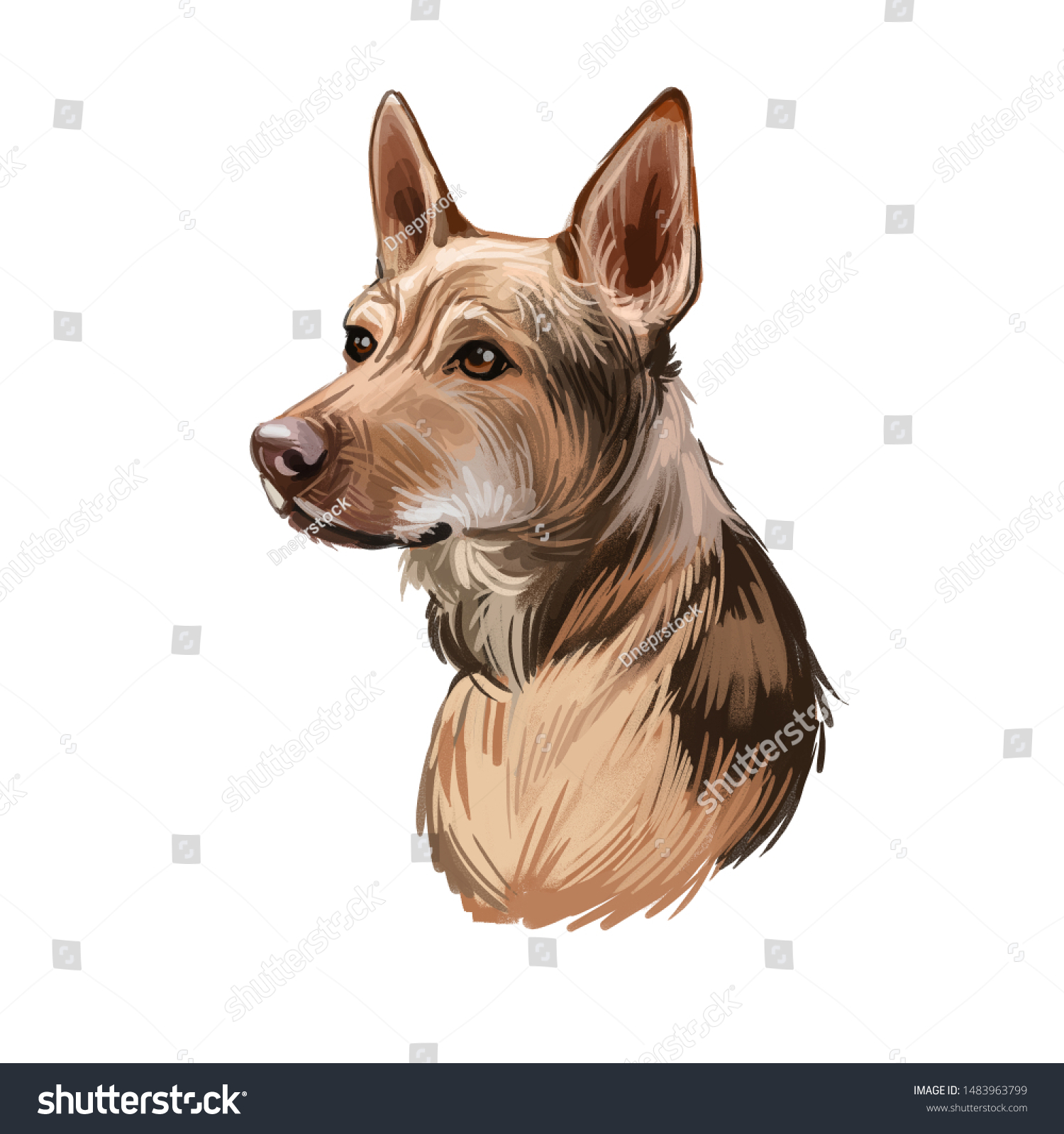 Telomian Breed Dog Native Malaysia Anjing Stock Illustration 1483963799