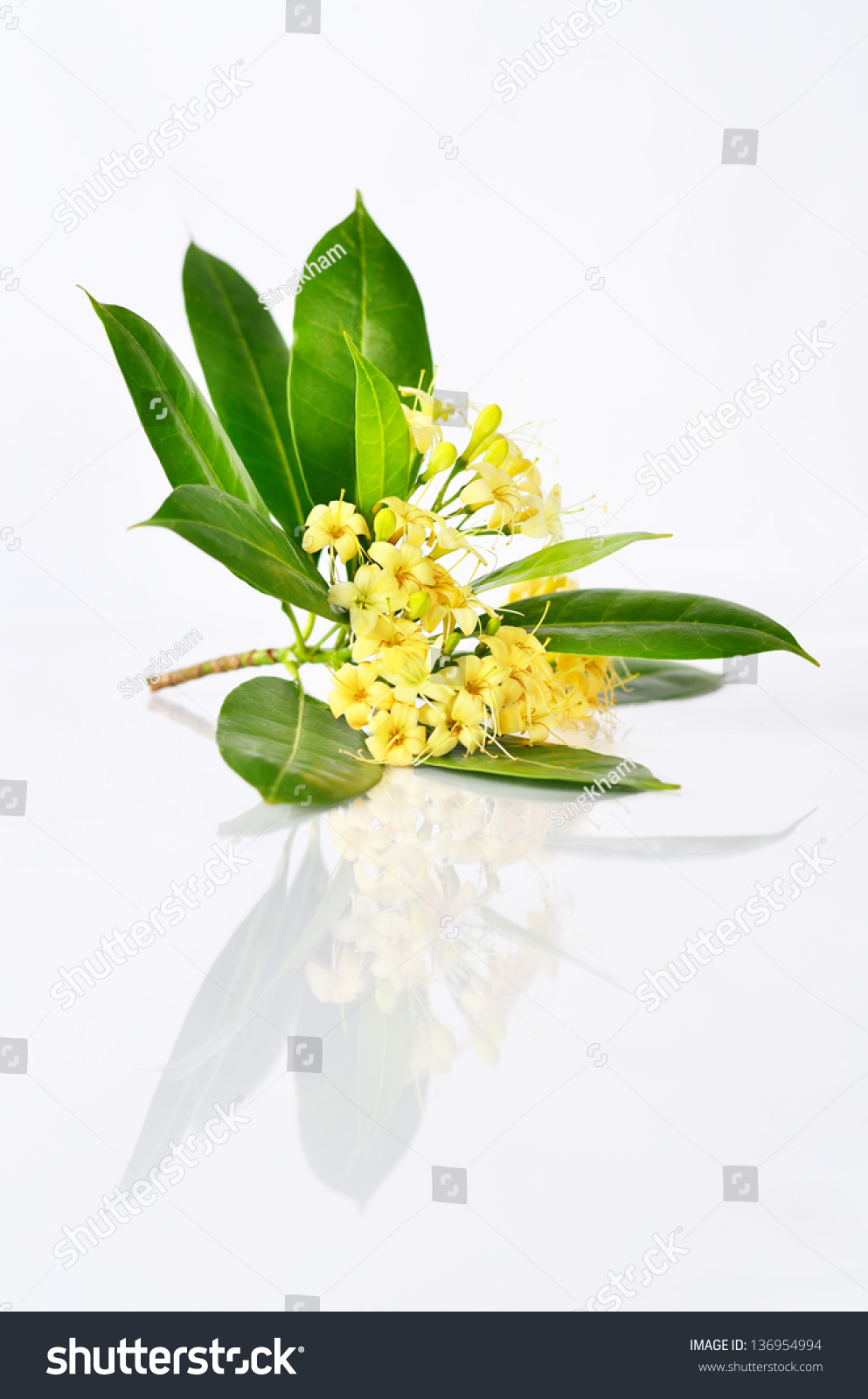 Tembusu Flowers(Fagraea Fragrans Roxb.) Stock Photo 136954994 ...