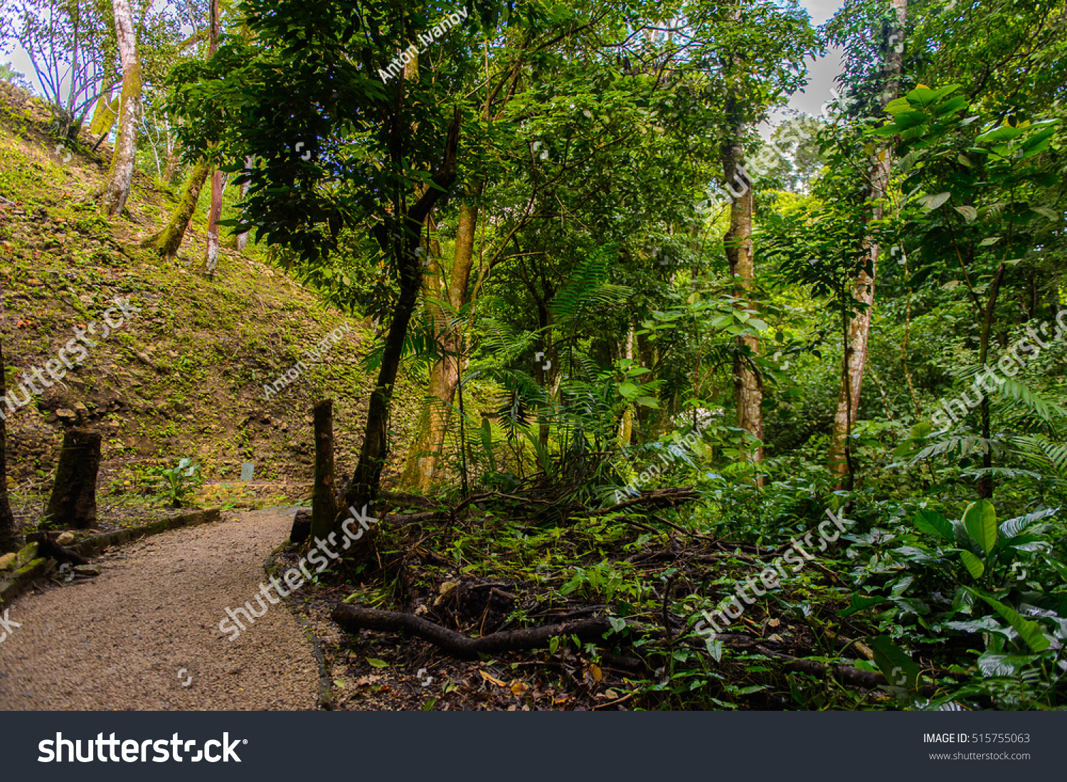 Temple Jungle Palenque Precolumbian Maya Civilization Stock Photo ...