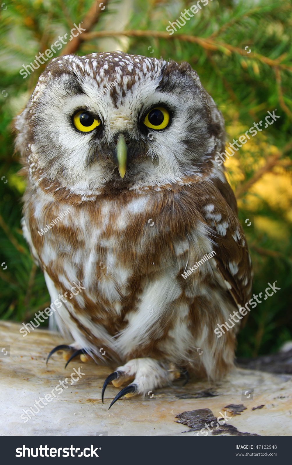 Tengmalms Owl Boreal Owl Aegolius Funereus Stock Photo Edit Now