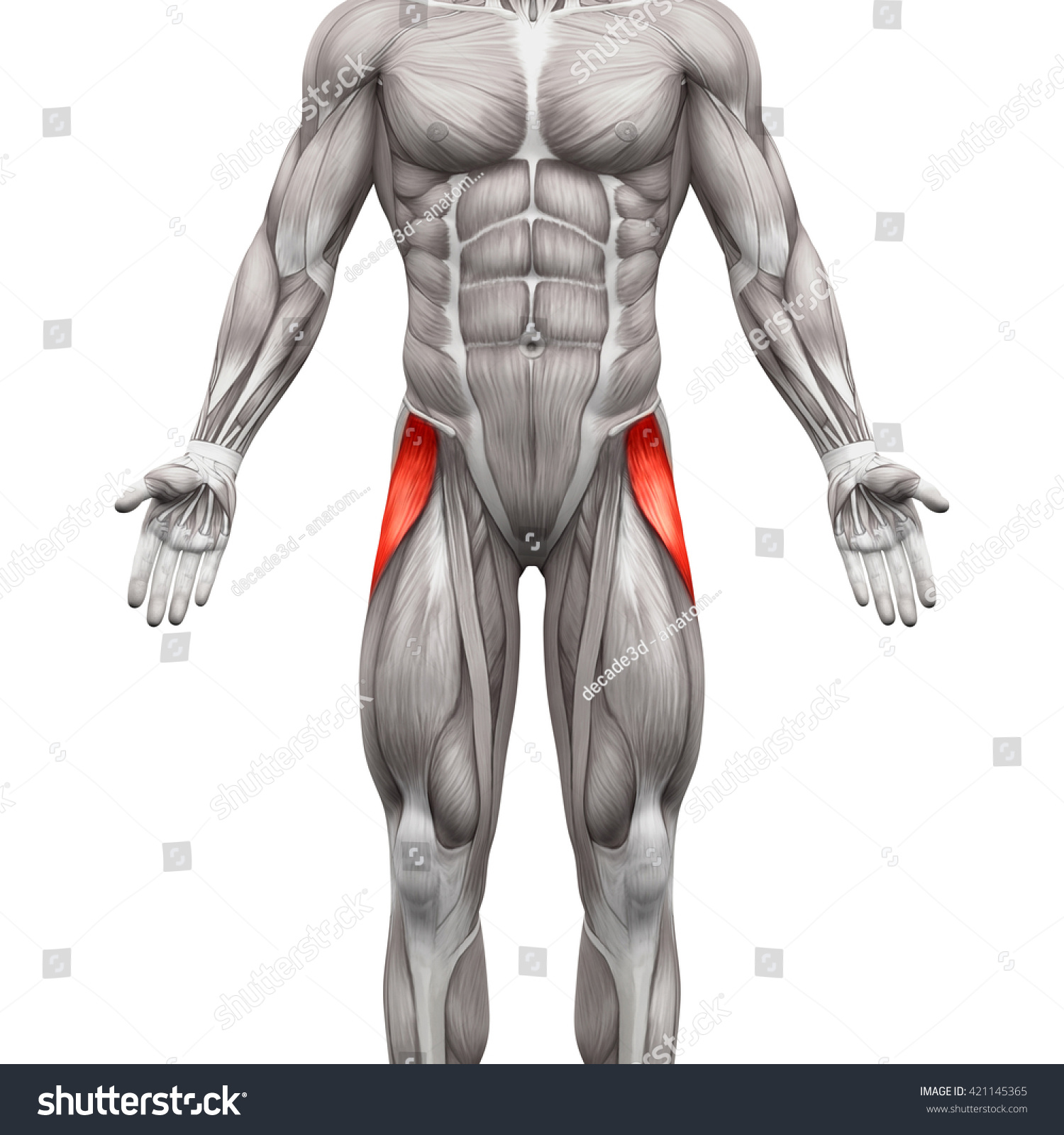 Tensor Fasciae Latae Anatomy Muscles Isolated 库存插图 421145365 Shutterstock 3055