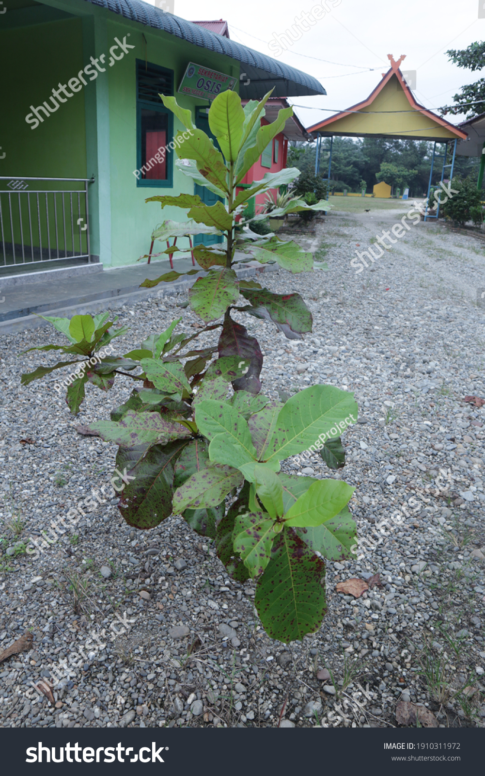 Terminalia Catappacommon Names English Country Almond Stock Photo Edit Now 1910311972