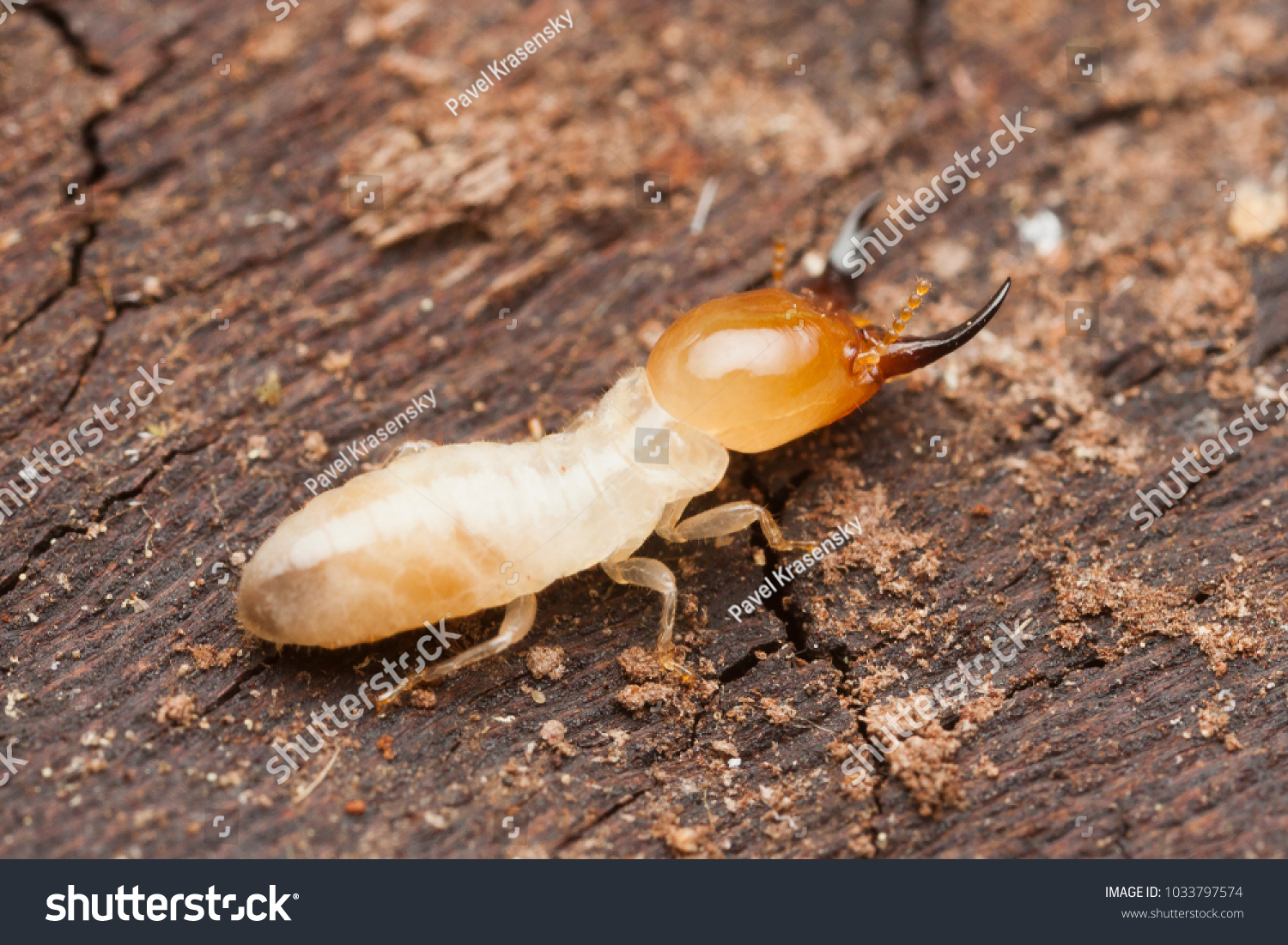 Termite Soldier Huge Mandibles Stock Photo (Edit Now) 1033797574