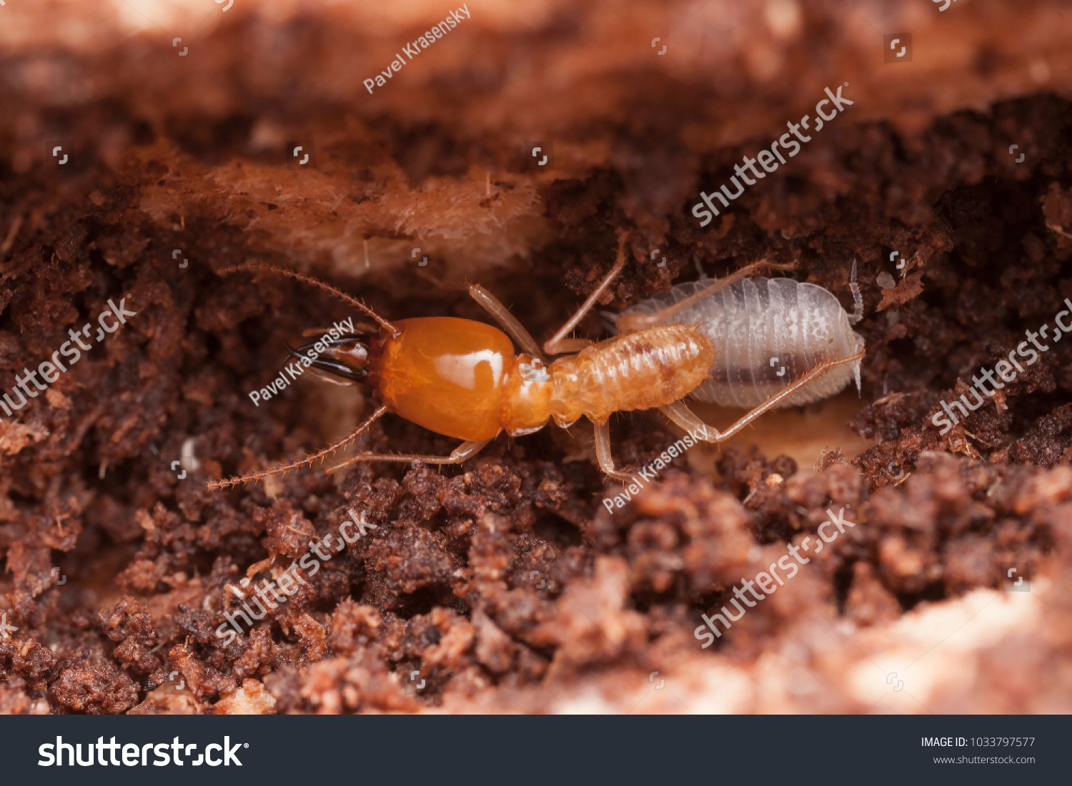 Termite Soldier Huge Mandibles Stock Photo 1033797577 | Shutterstock