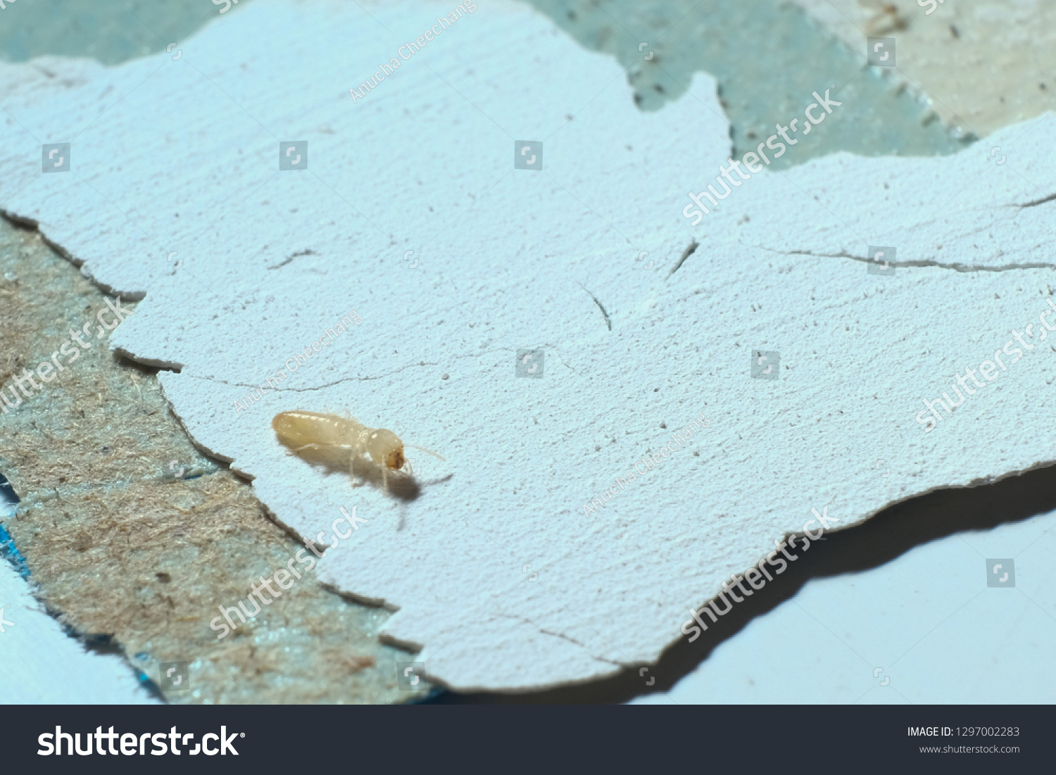 Termite Workers Small Termites Drywood Termites Stock Photo