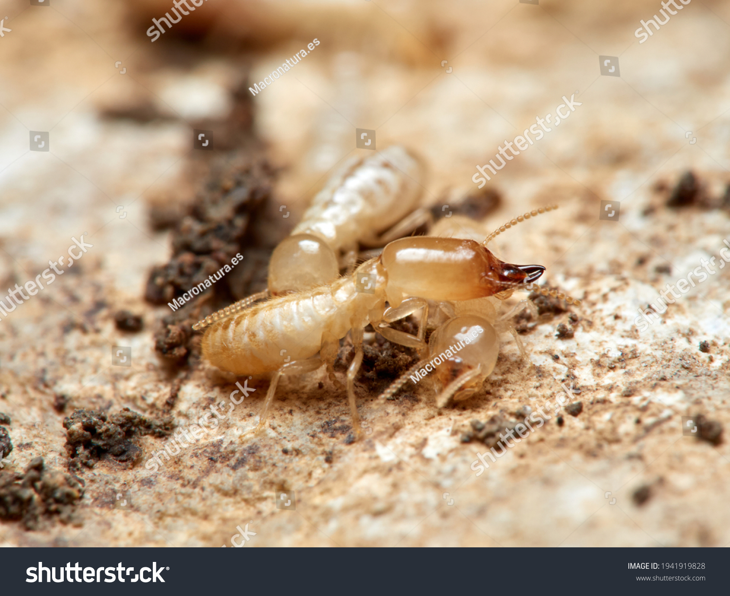 Termites Insects That Eat Wood They Stock Photo 1941919828 Shutterstock