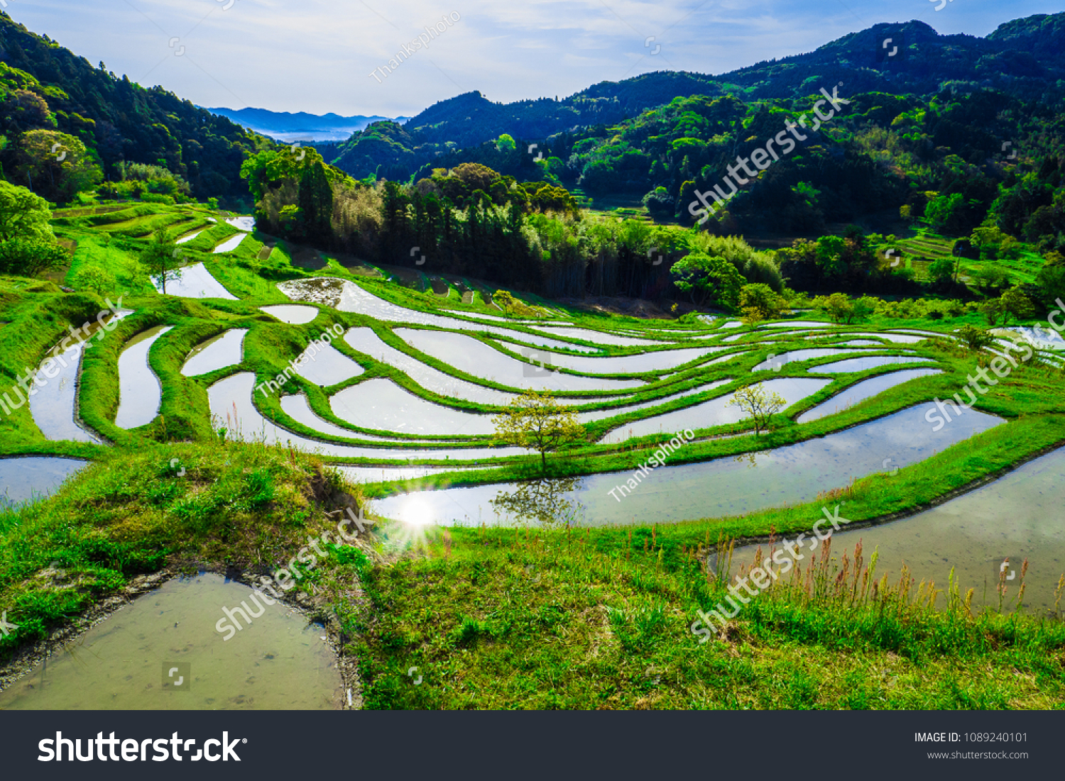 Terraced Ricefields Oyama Senmaida Chiba Japan Stock Photo Edit Now