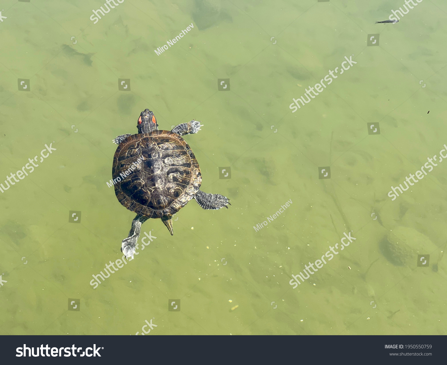 5,827 Freshwater Turtle Images, Stock Photos & Vectors 