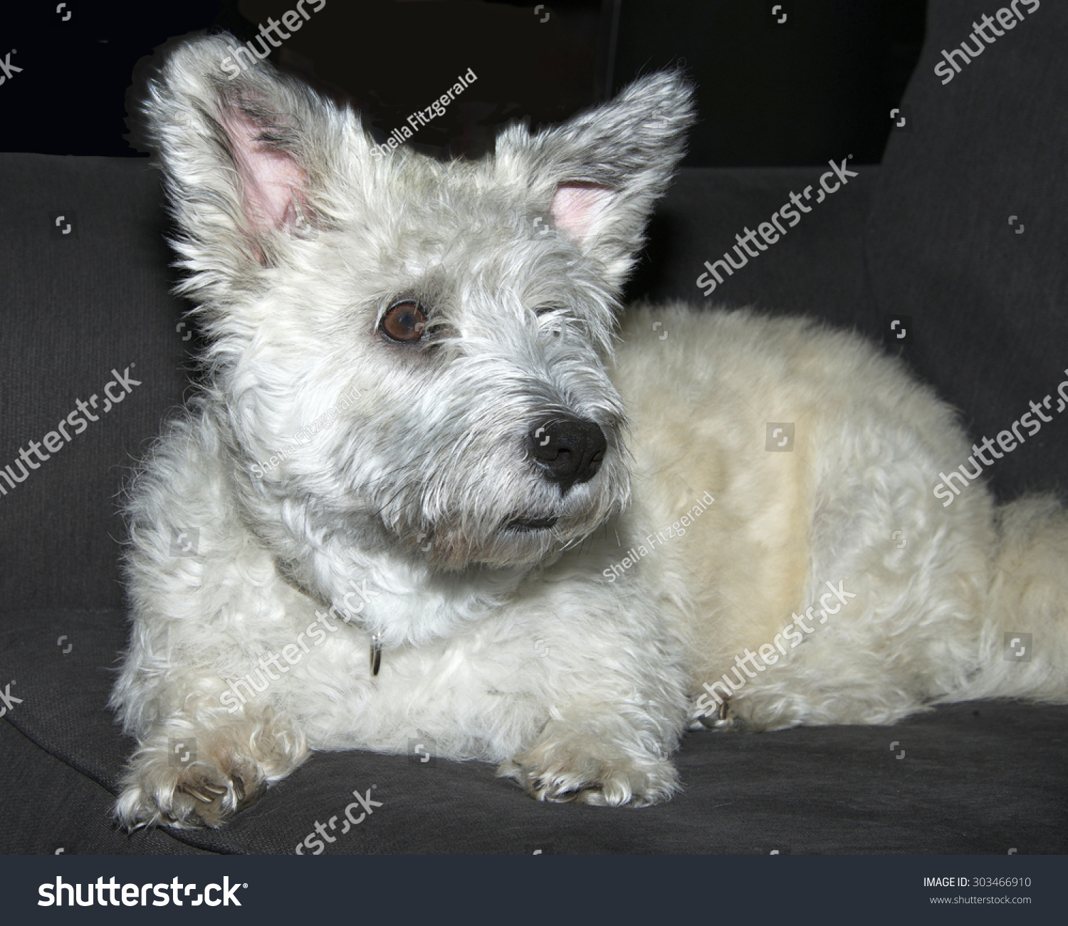 west highland white terrier schnauzer mix