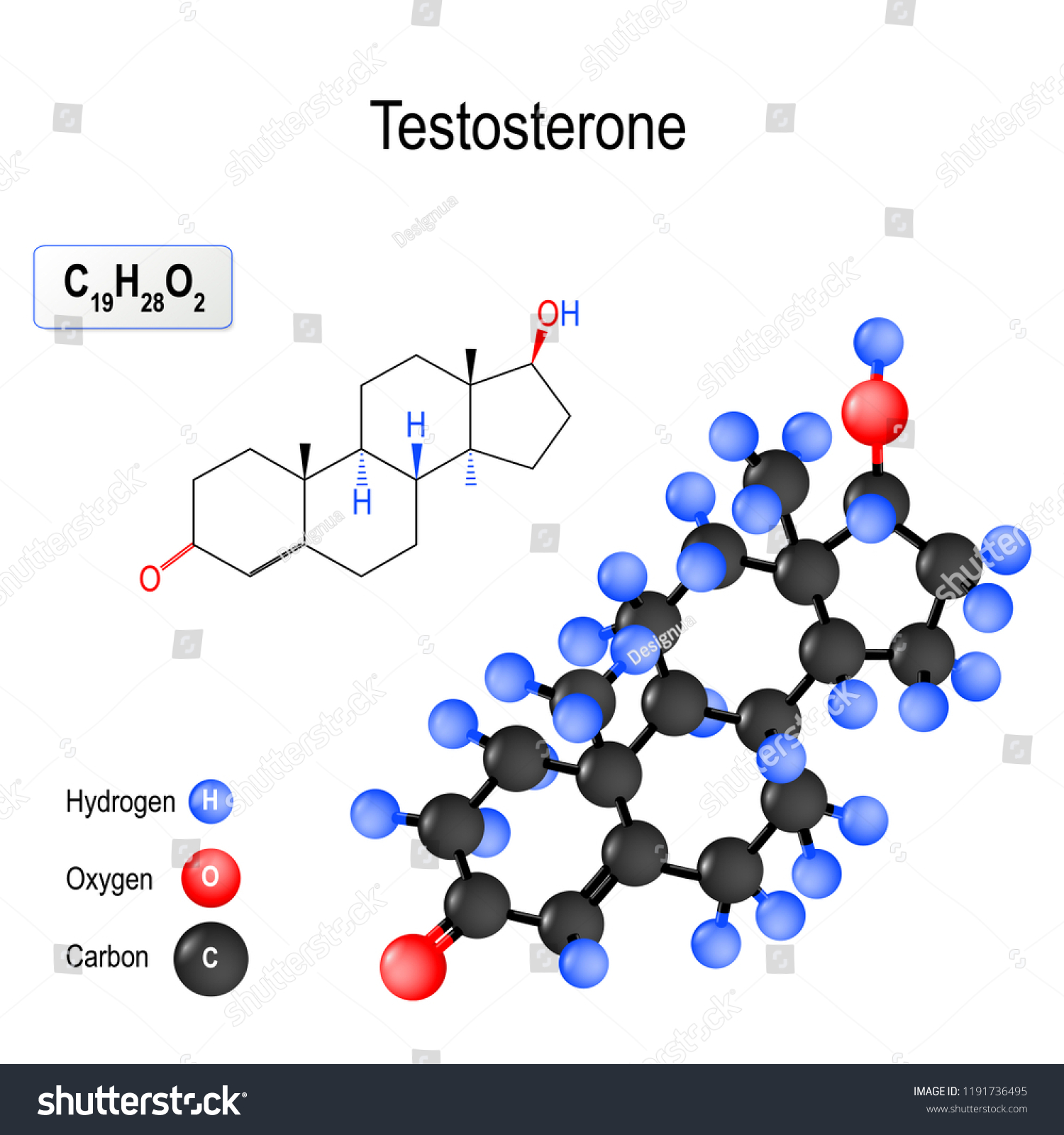 Testosterone Primary Male Sex Hormone Anabolic Stock Illustration 1191736495