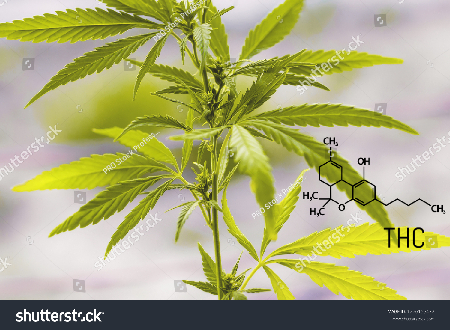 Tetrahydrocannabinol Chemical Formula Structural Model Thc Stock Photo ...